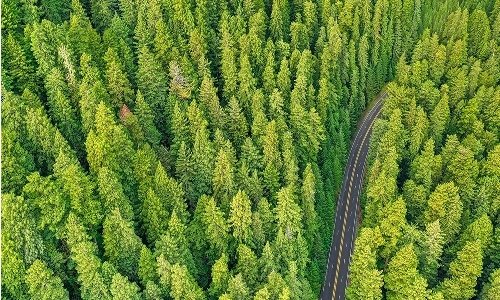 Green pine trees with road down the middle