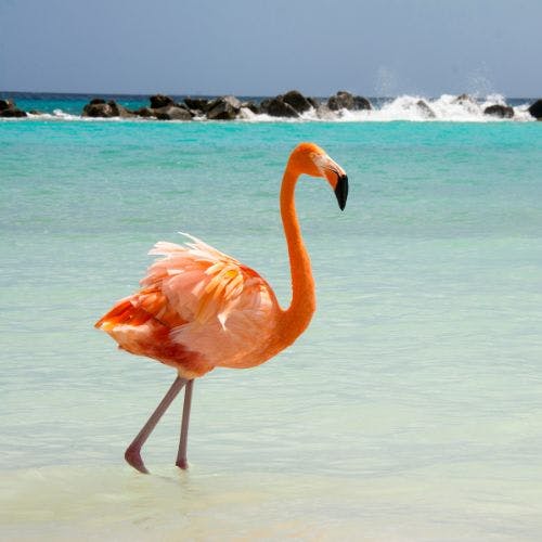 Flamingo on a beach in Aruba
