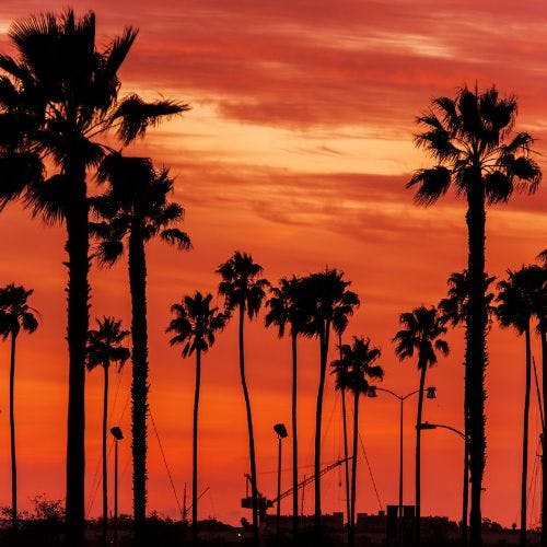 Palm trees at sunset at Coachella