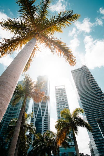 Palm trees in between buildings in Las Vegas