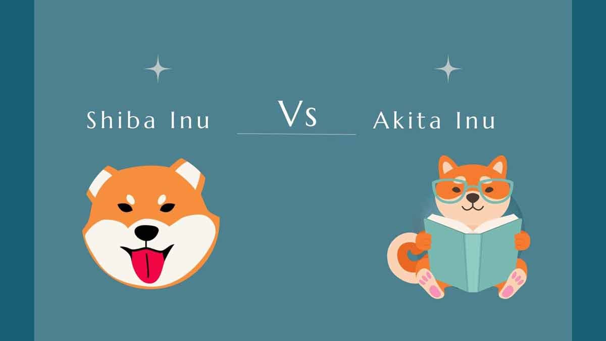 shiba inu vs akita inu