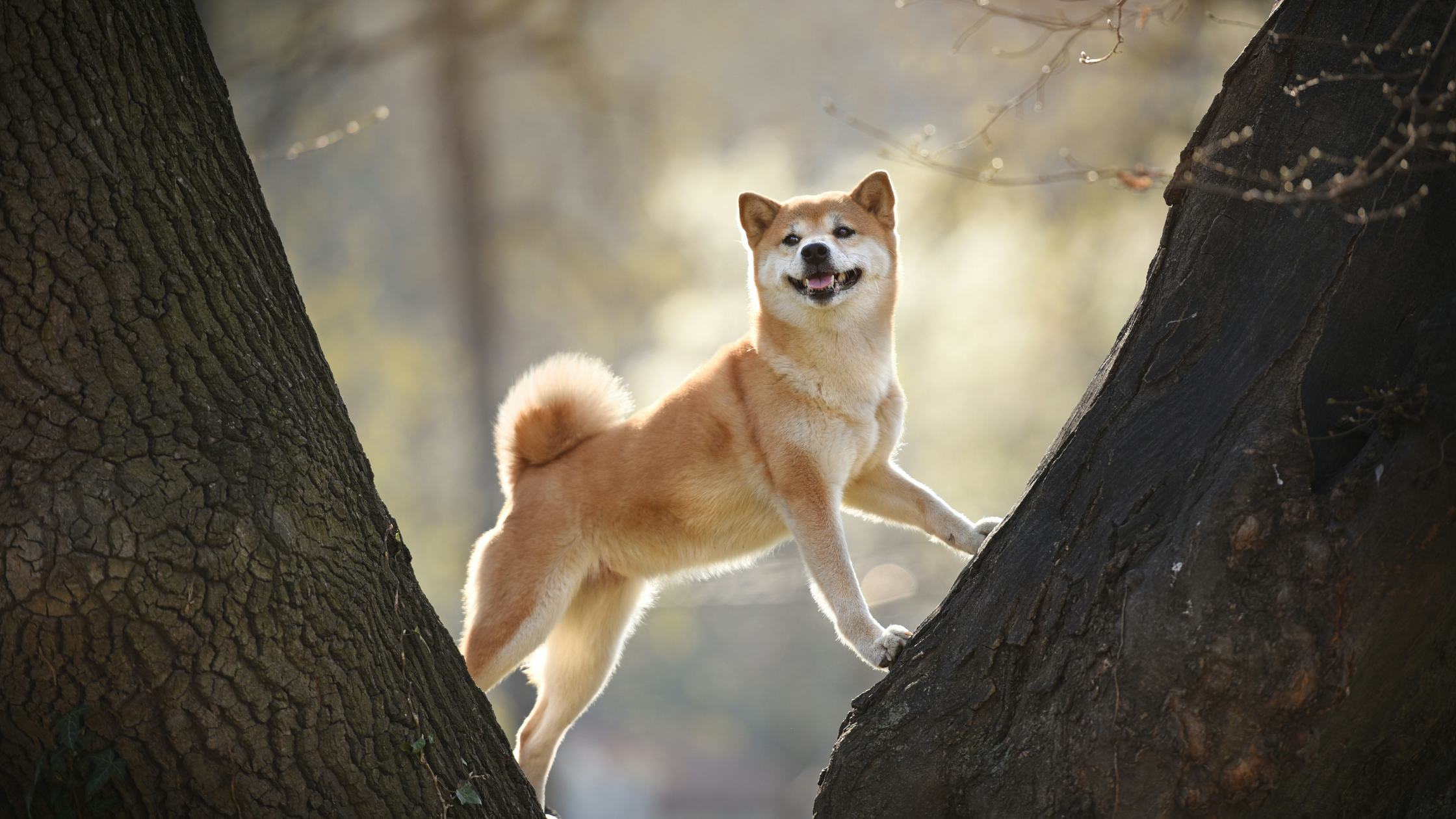 Shiba Inu (SHIB) Price Suddenly Spikes 14%. Here's Why