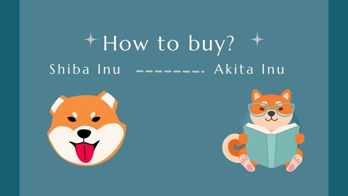 shiba vs akita