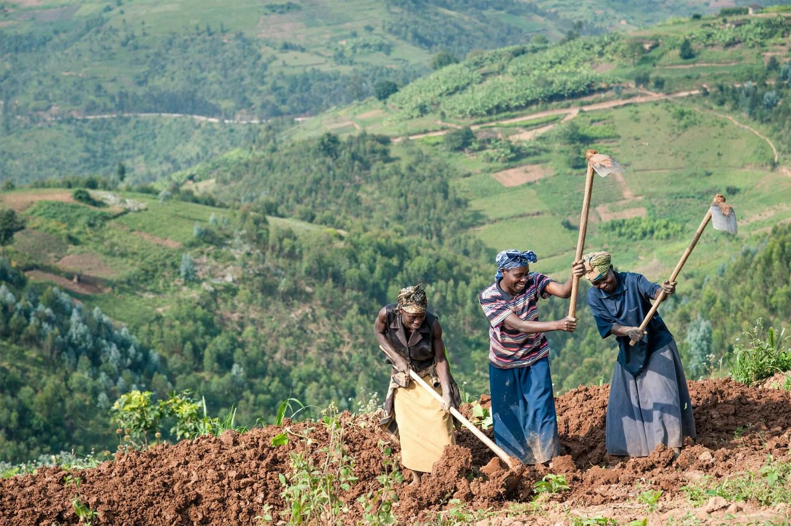 Farmers incentivised by the One Acre Fund