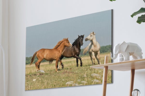 Foto op Aluminium Paarden