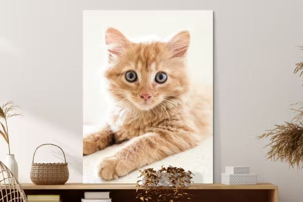 Foto op Aluminium Kitten