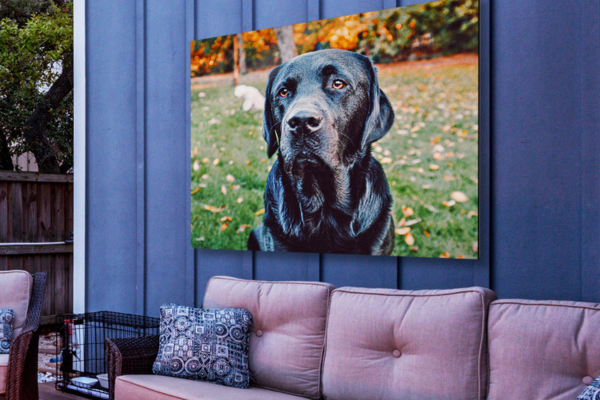 Foto op Aluminium voor Buiten Hond