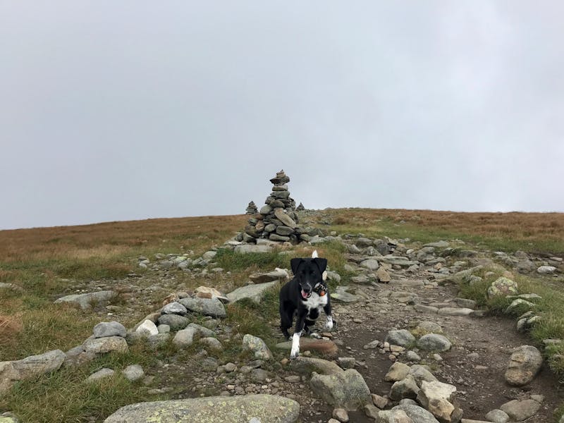 Moose on Moosilauke