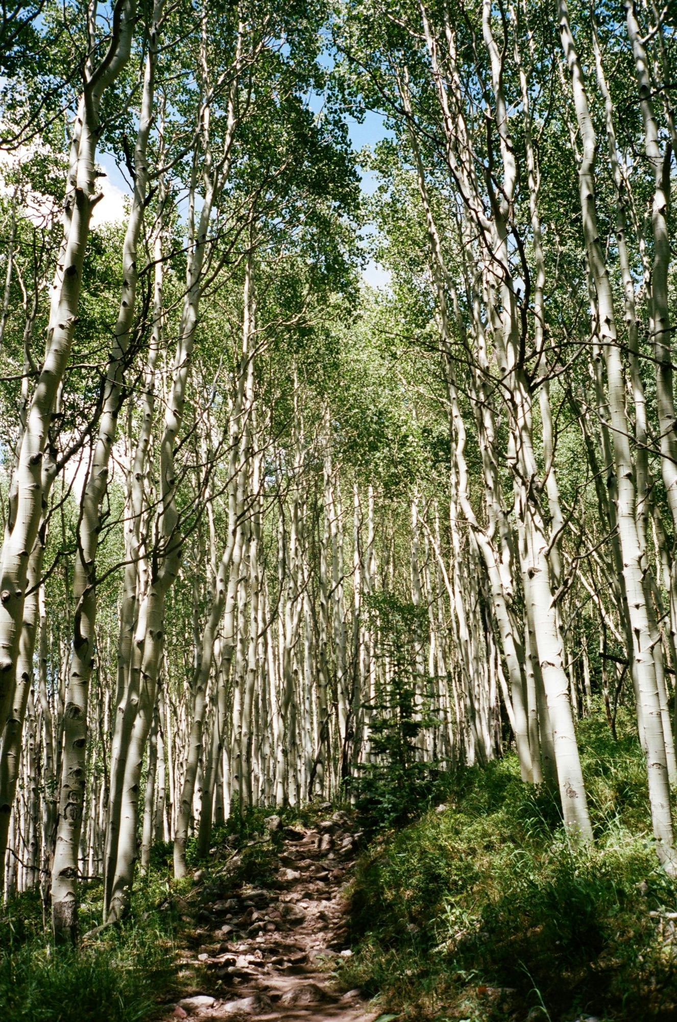 Aspen grove