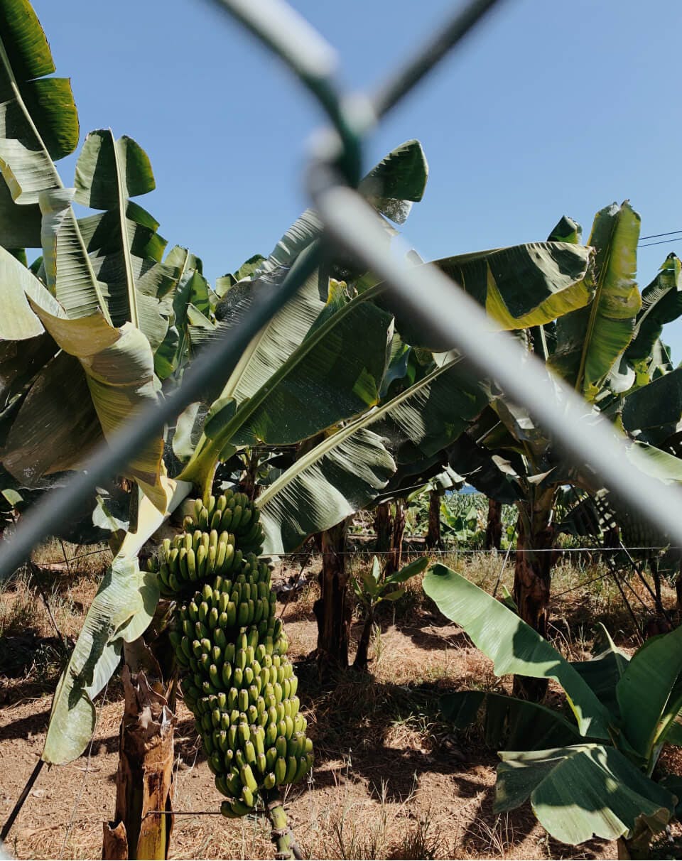 Banana tree 