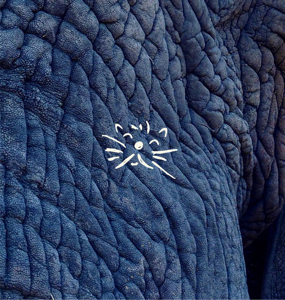 Cat illustration on elephant skin