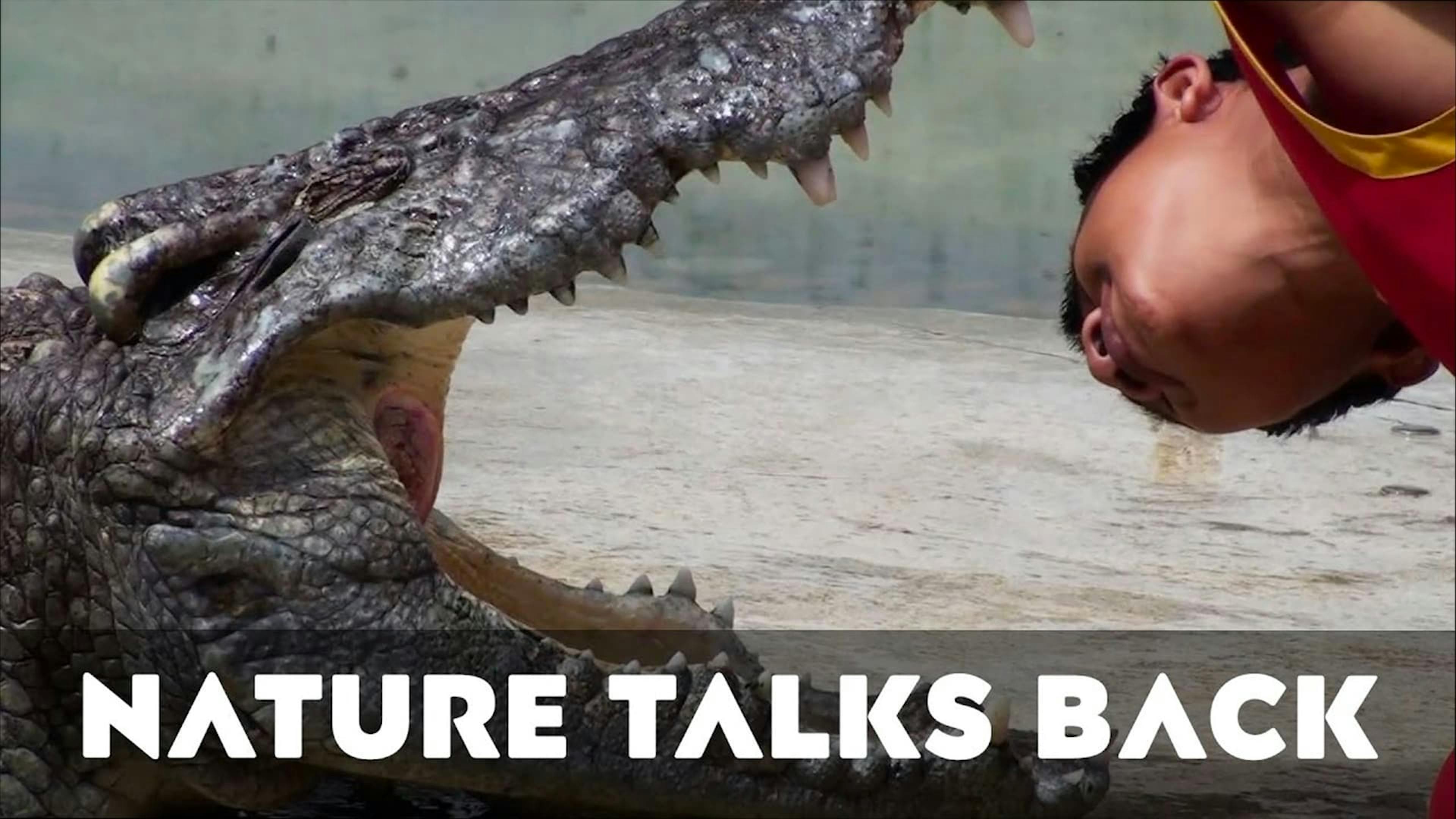 Man looking inside a crocodile mouth