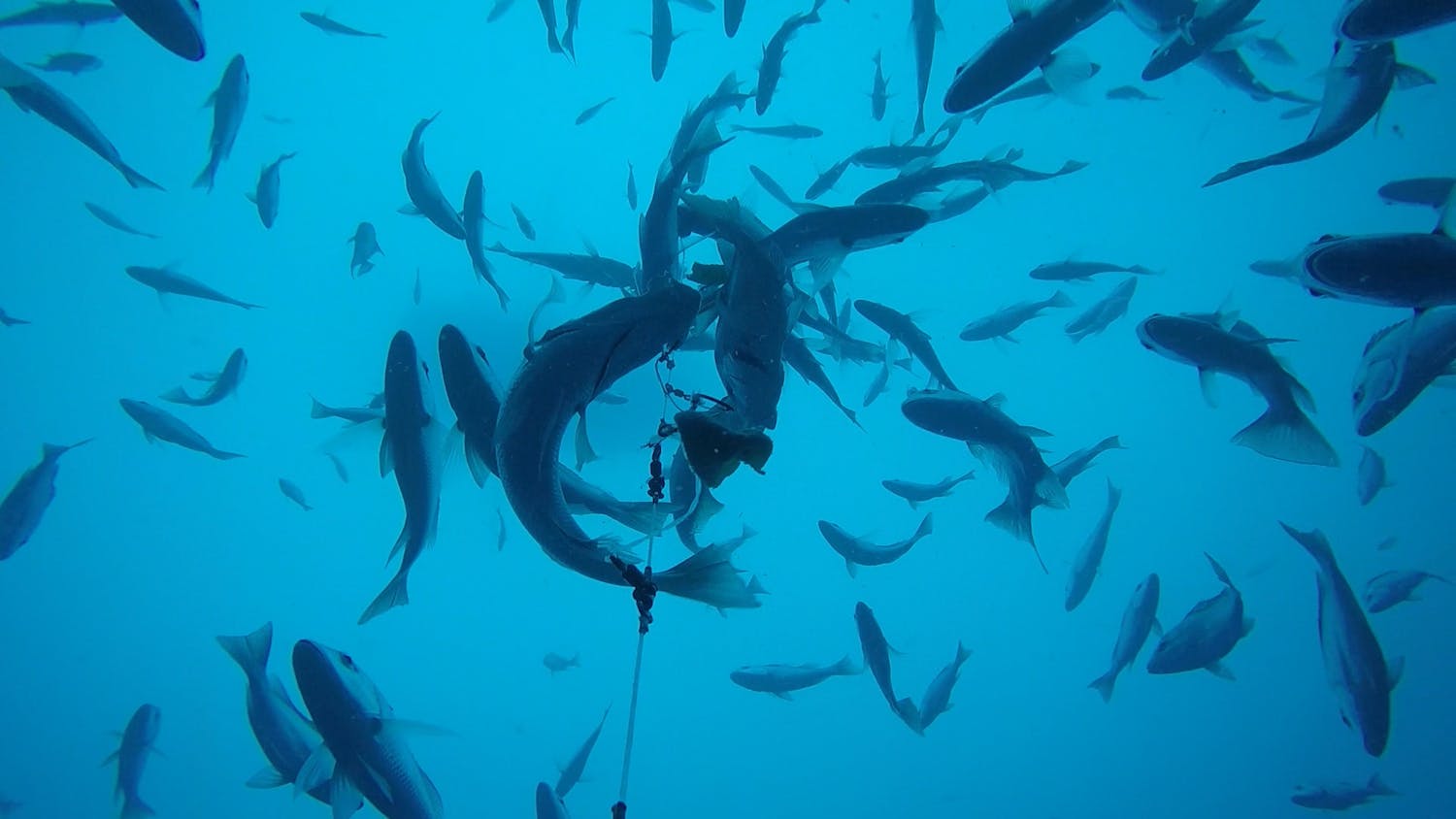 Fish swimming in sea 