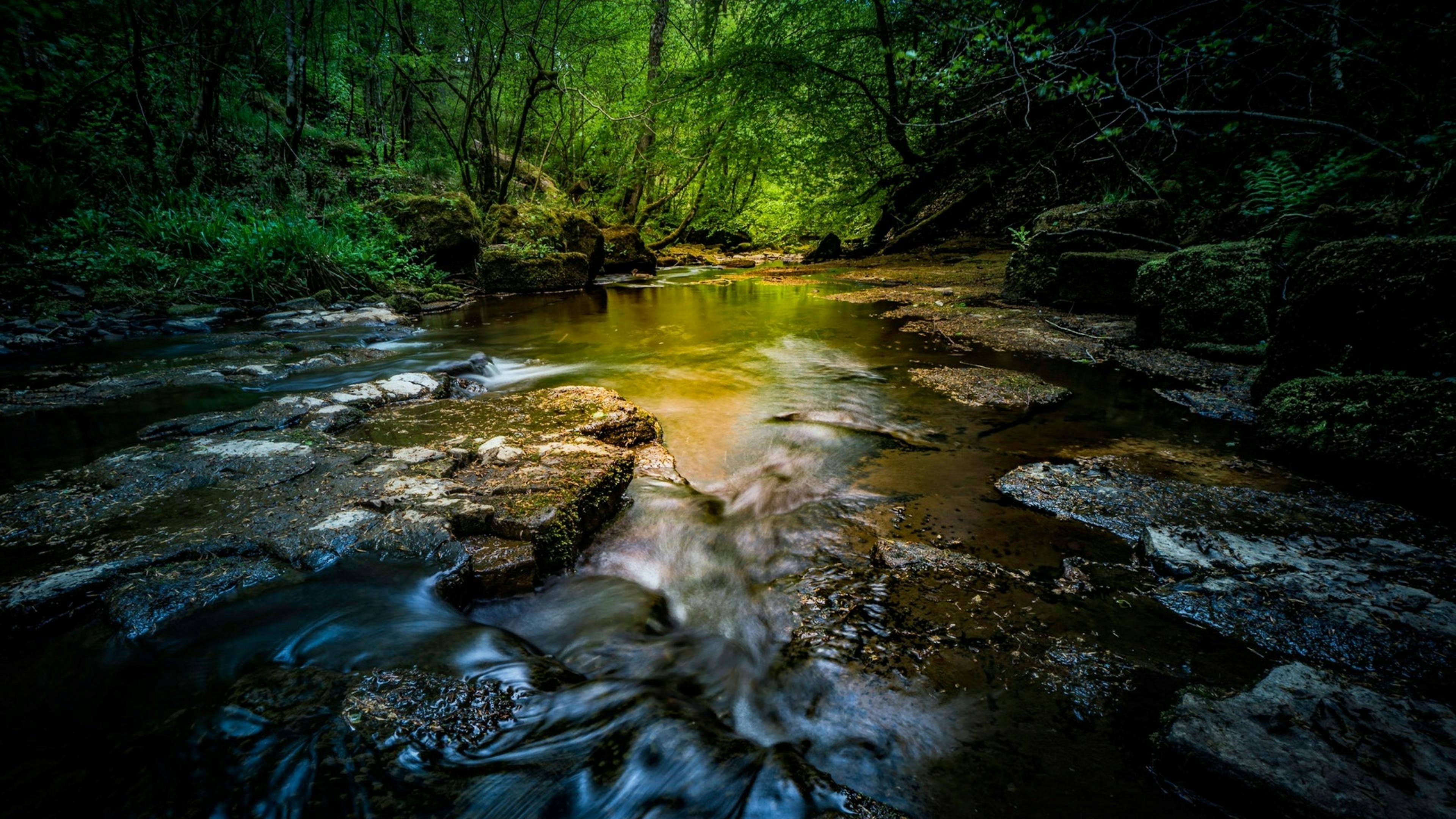 Stream rambling over brown rocks with a forest of green trees in the background and rays of golden sun shining through 