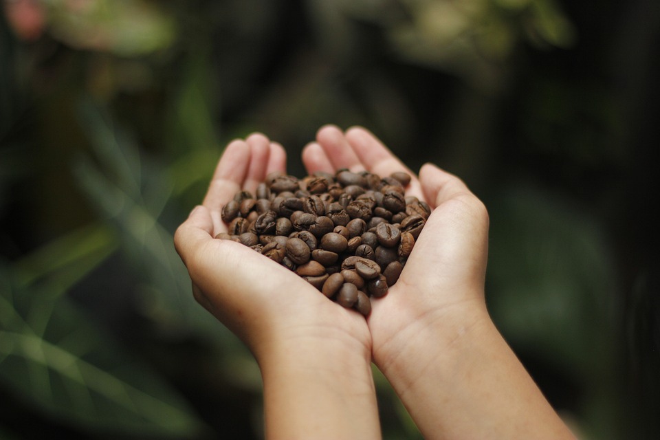 From Bean to Brew: How Coffee Is Made