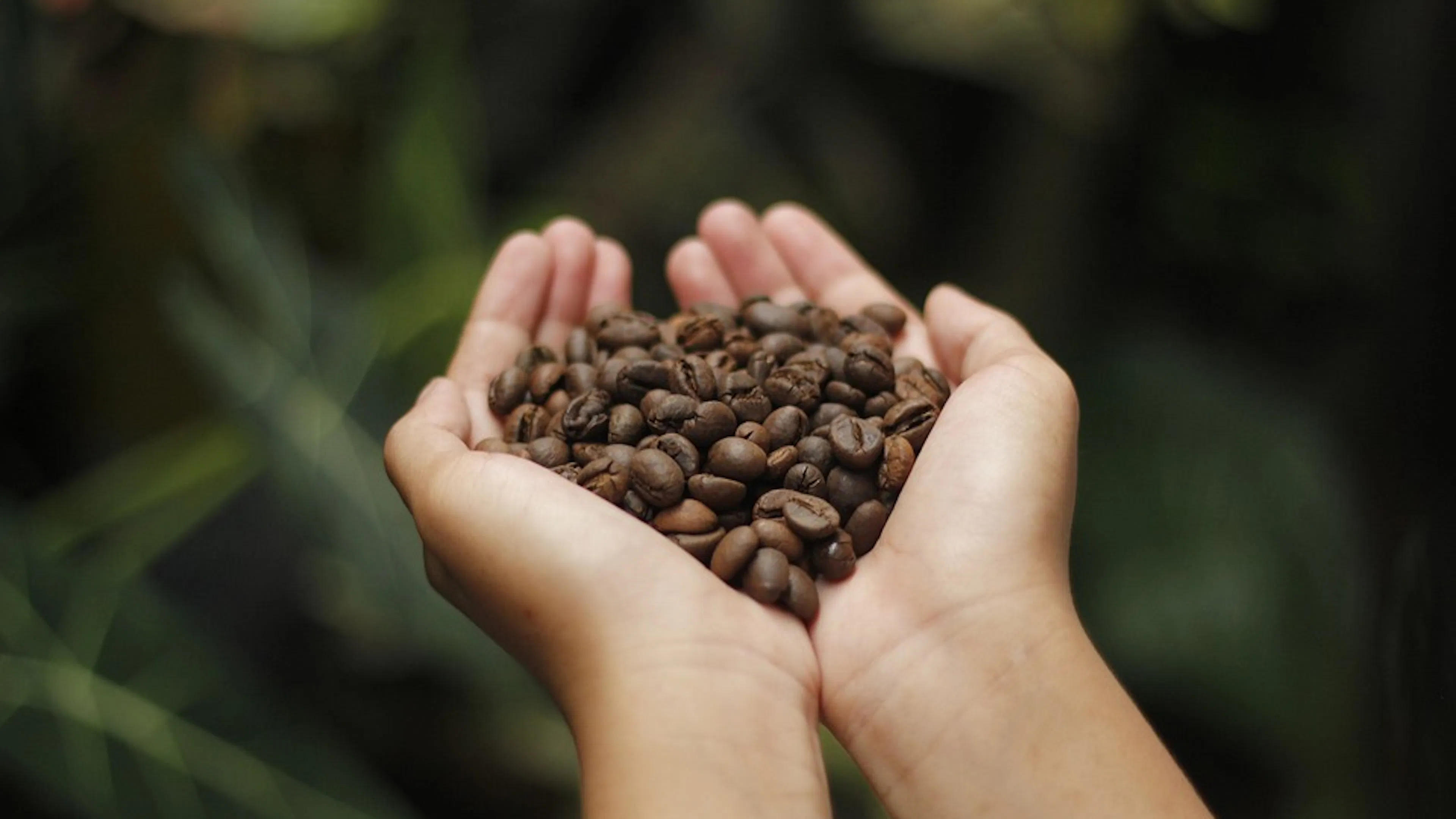 A person's hands holding a handful of roasted coffee beans against a dark free background