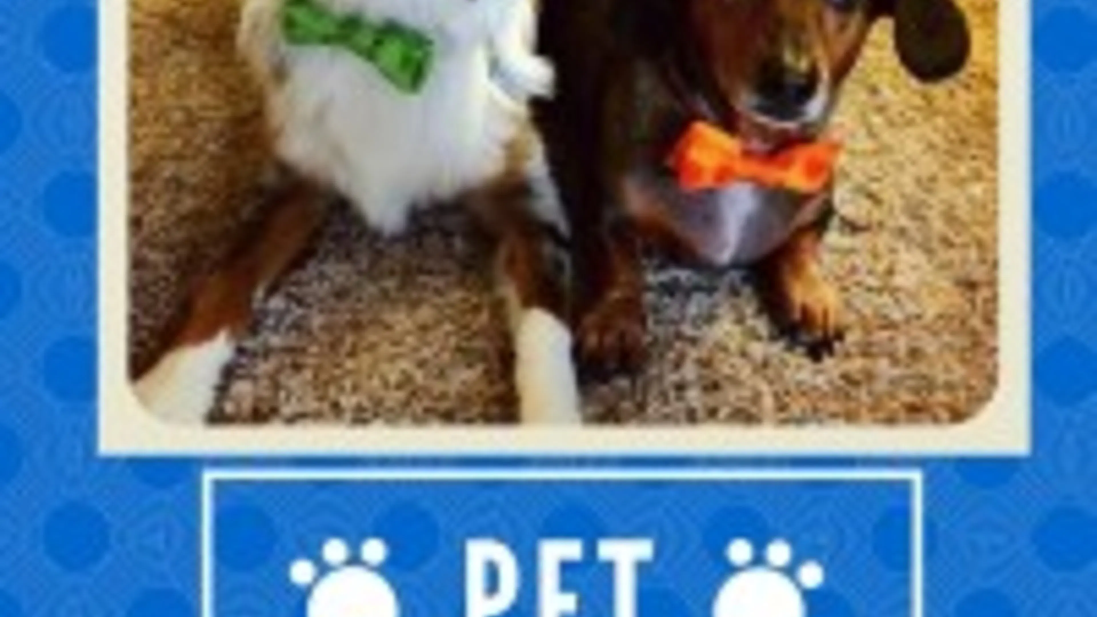 Pet of the Month- Denver's Blue-Eyed Duo Parker and Juice