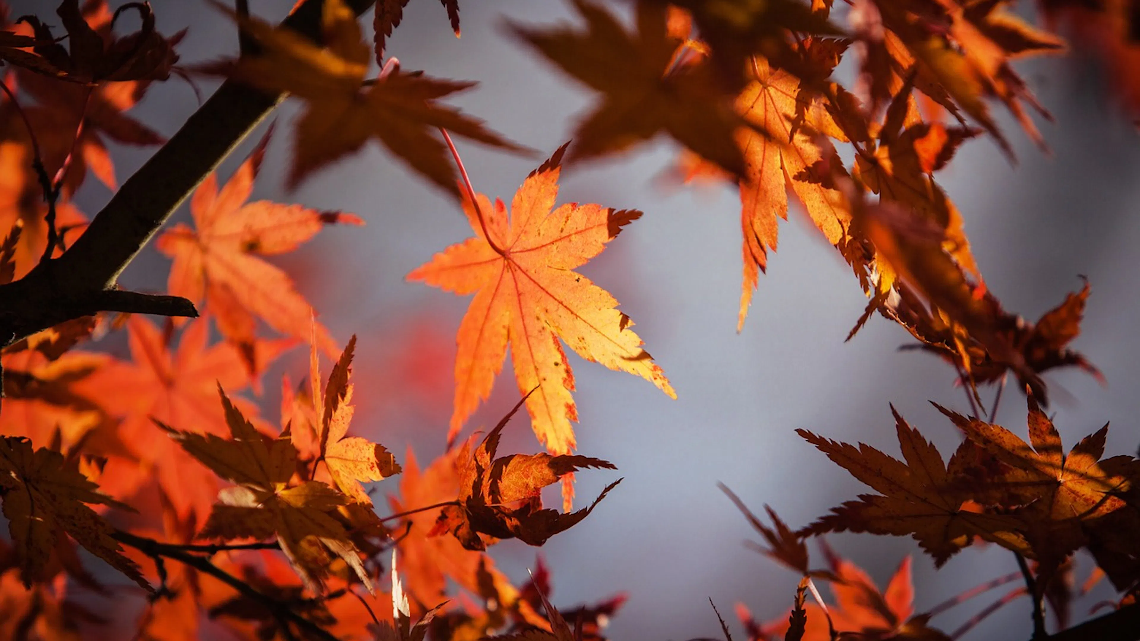 Close up of a maple leaf on a tree in autumn