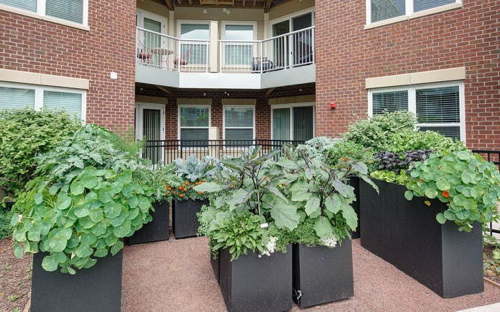 Outdoor community herb garden at AMLI Deerfield with green leafy vegetables and view of the building’s exterior brick facade