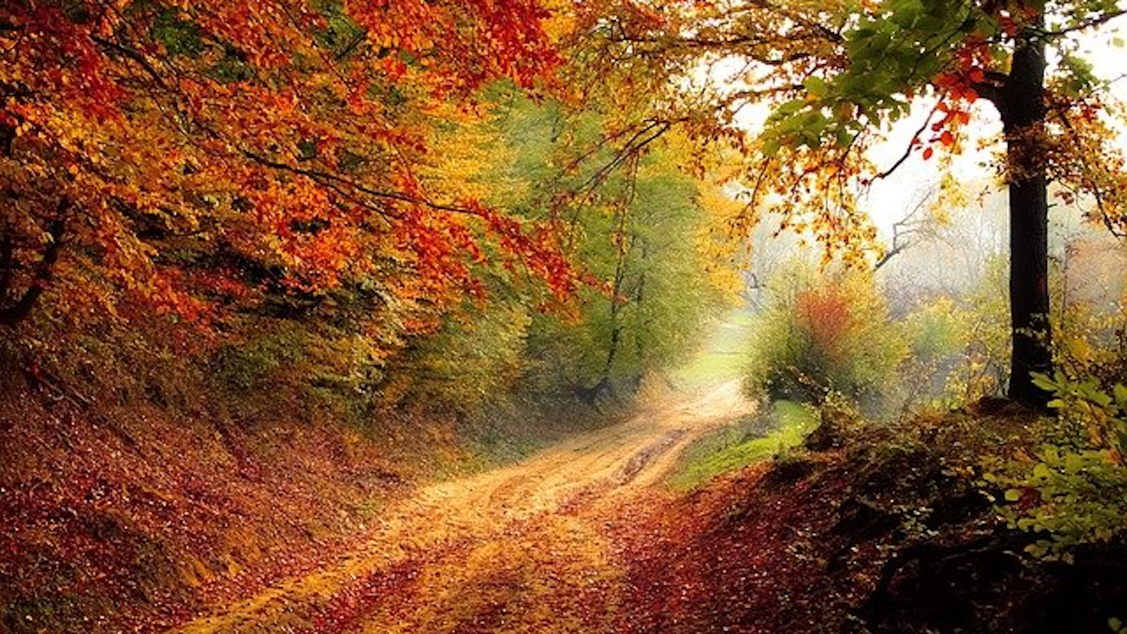A forest road covered in fallen autumn leaves that are green orange yellow red and brown