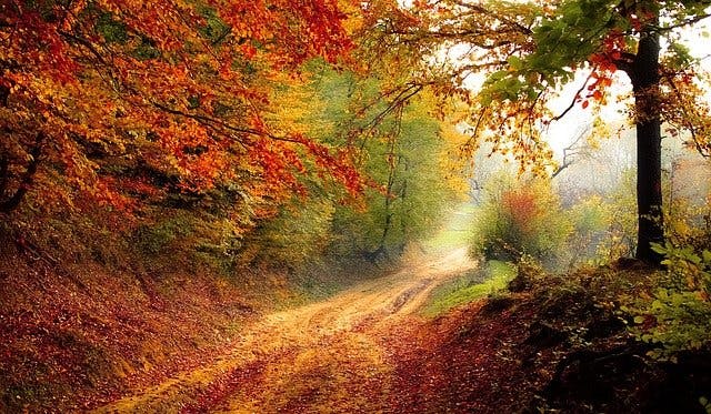 A forest road covered in fallen autumn leaves that are green orange yellow red and brown
