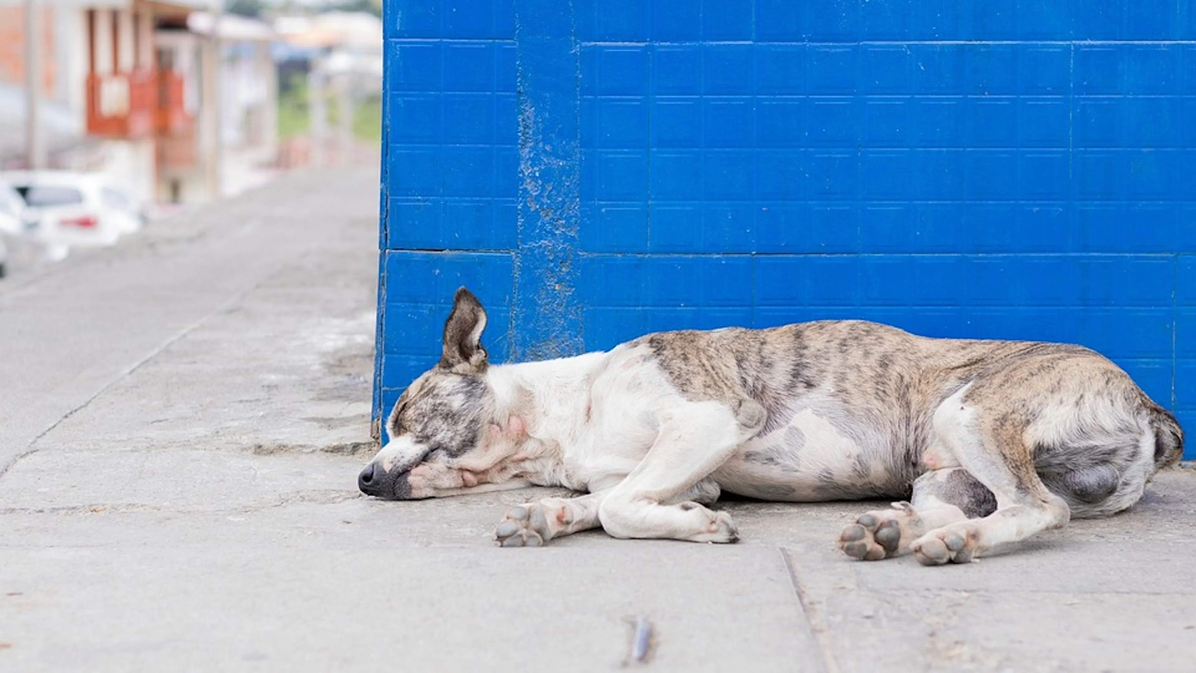 A grey and white dog sleeping on its side on a sidewalk against a blue wall