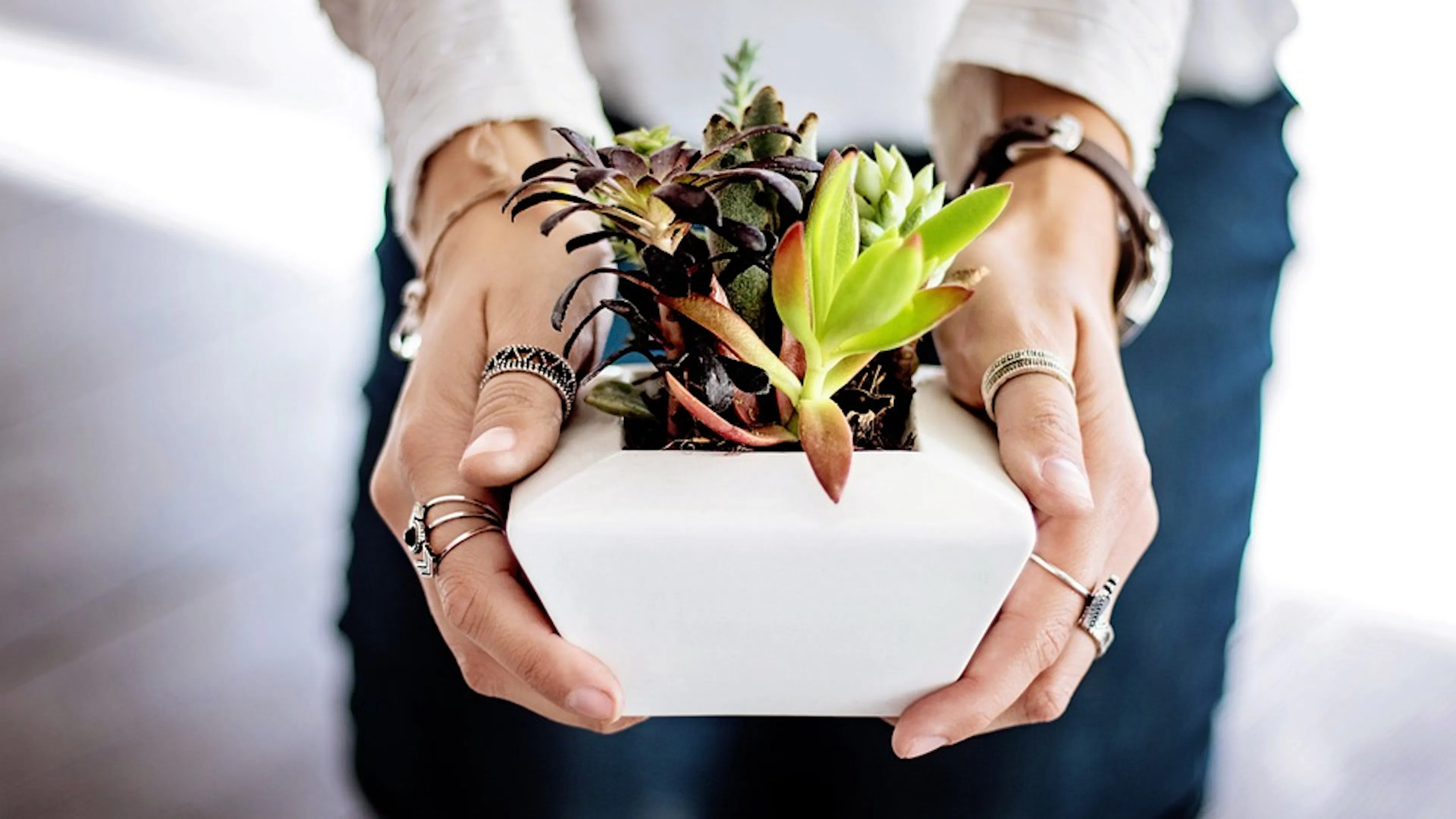 A close up of a woman holding a small white planter with succulents spilling up and over it