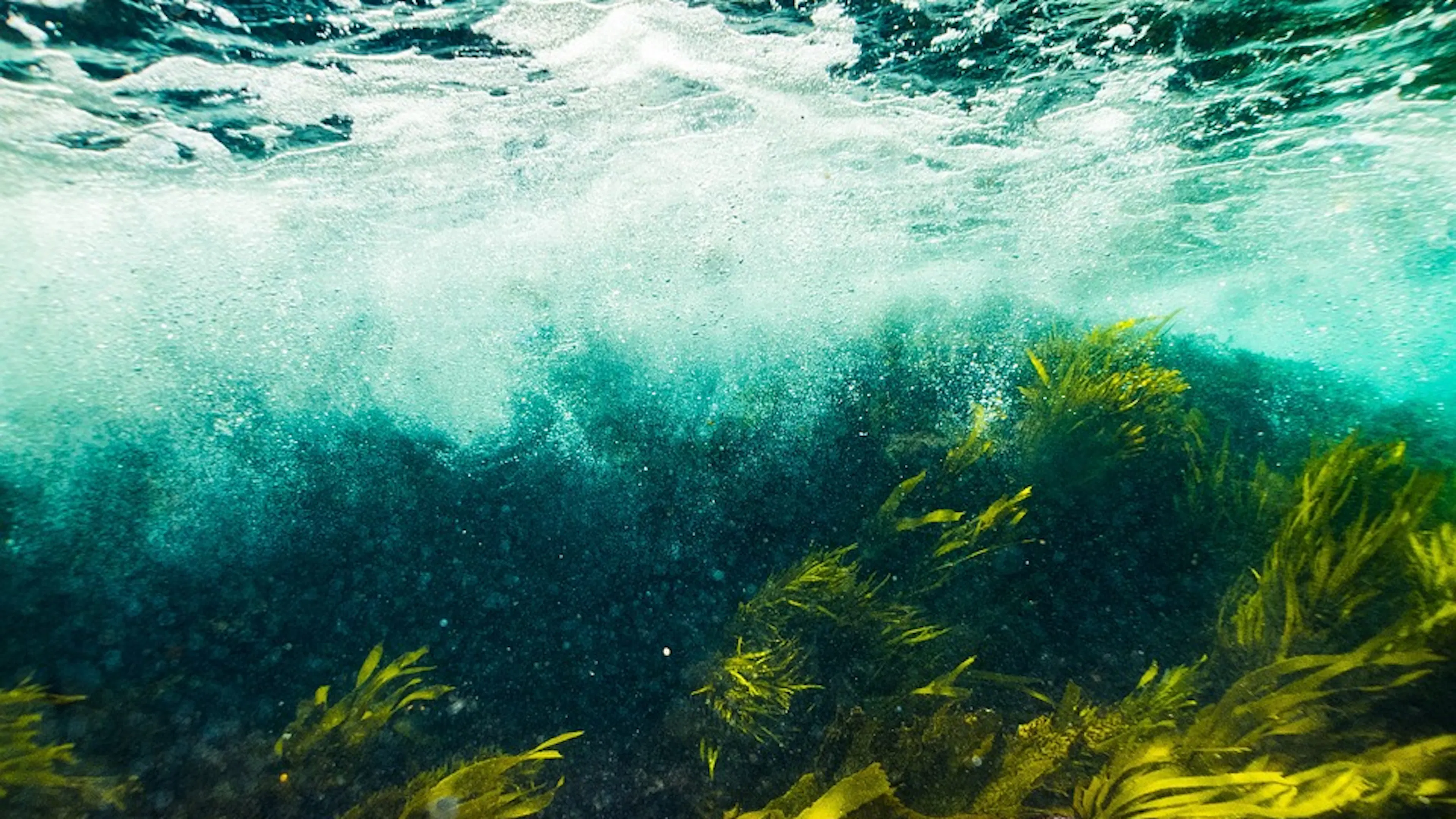 A kelp forest with seaweed waving around in a shallow current