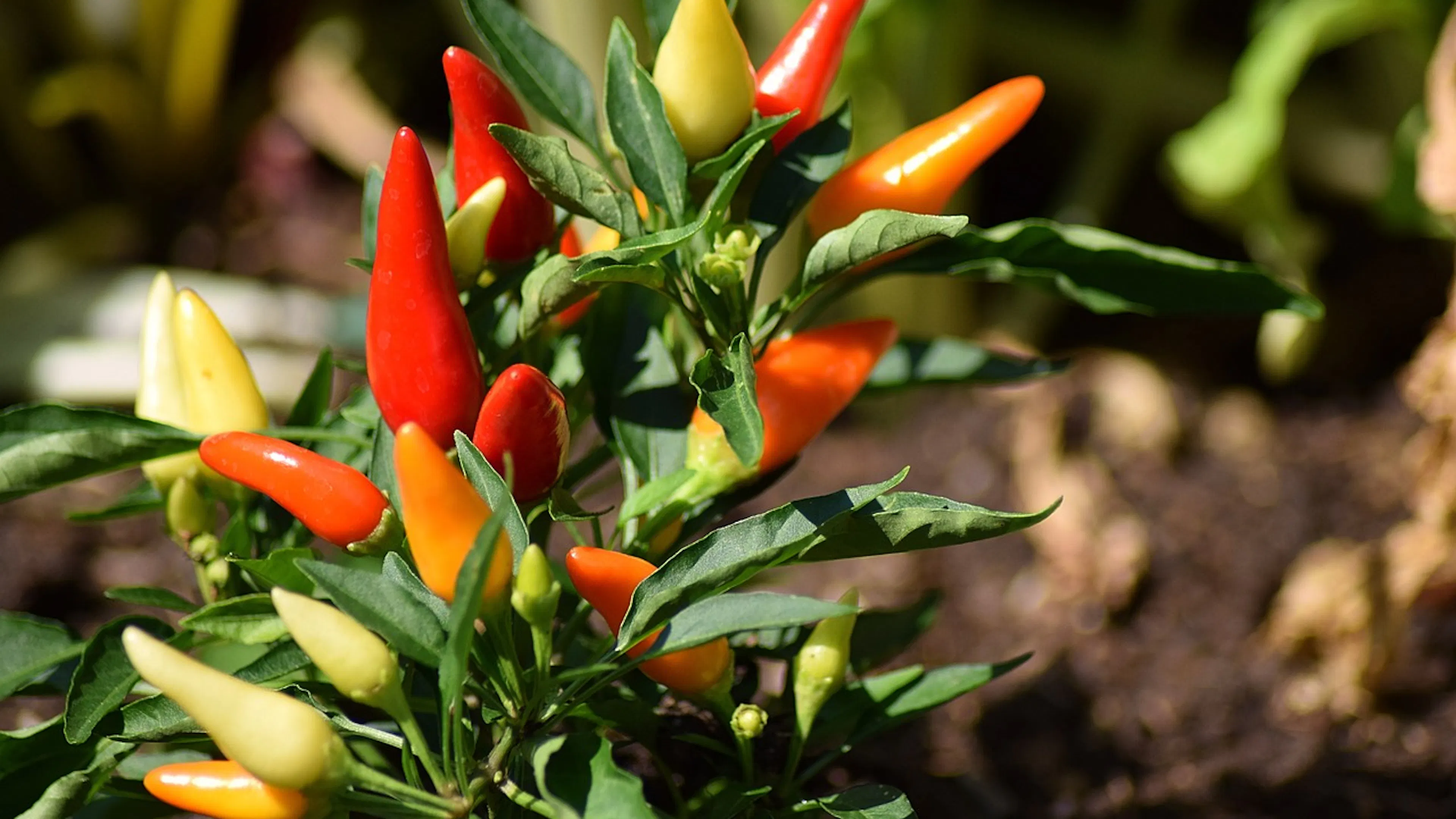 A small bush with leaves and many small chili peppers at various stages of ripeness