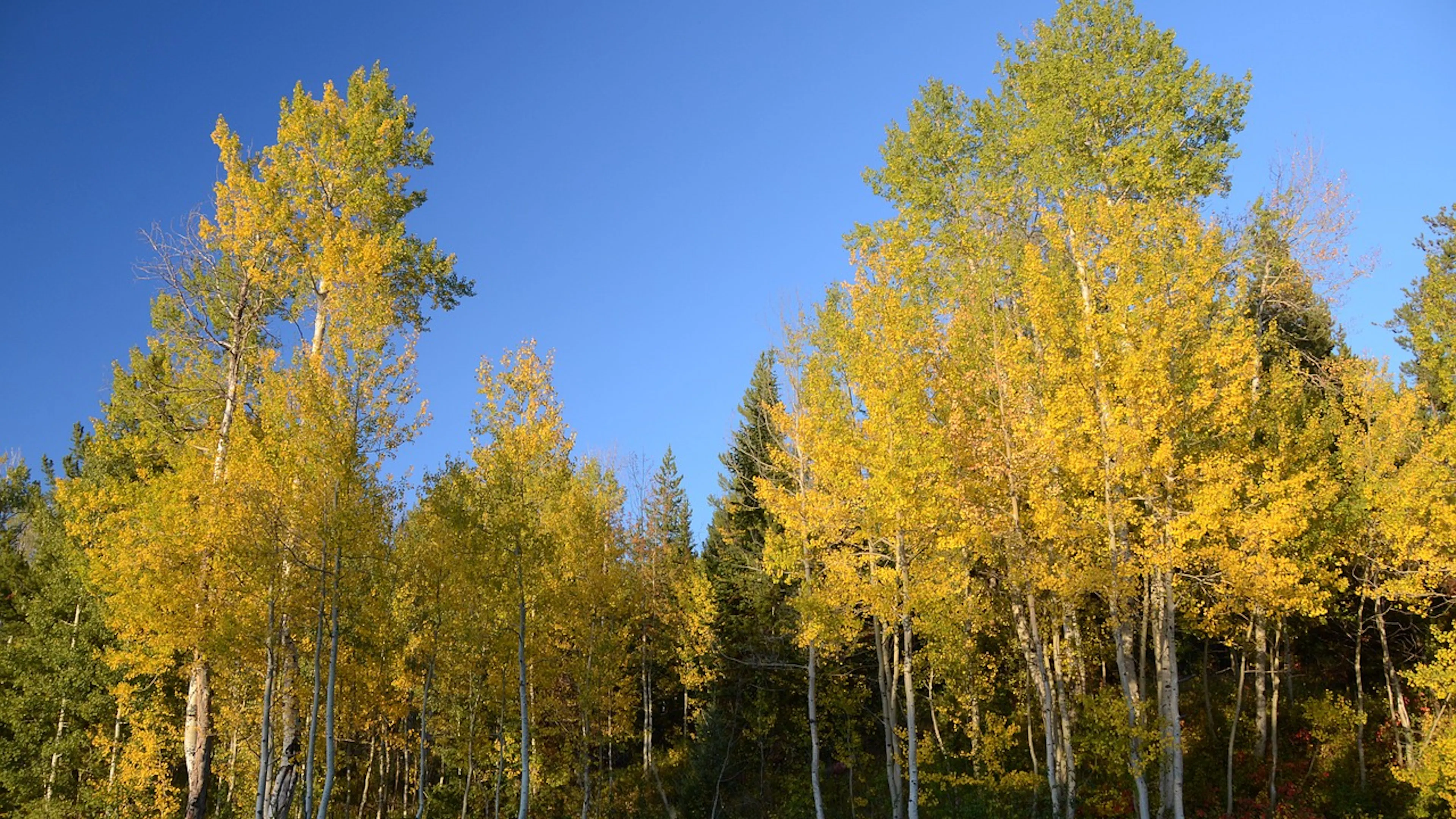 A grove of golden colored quaking aspens in a forest on a blue sunny day