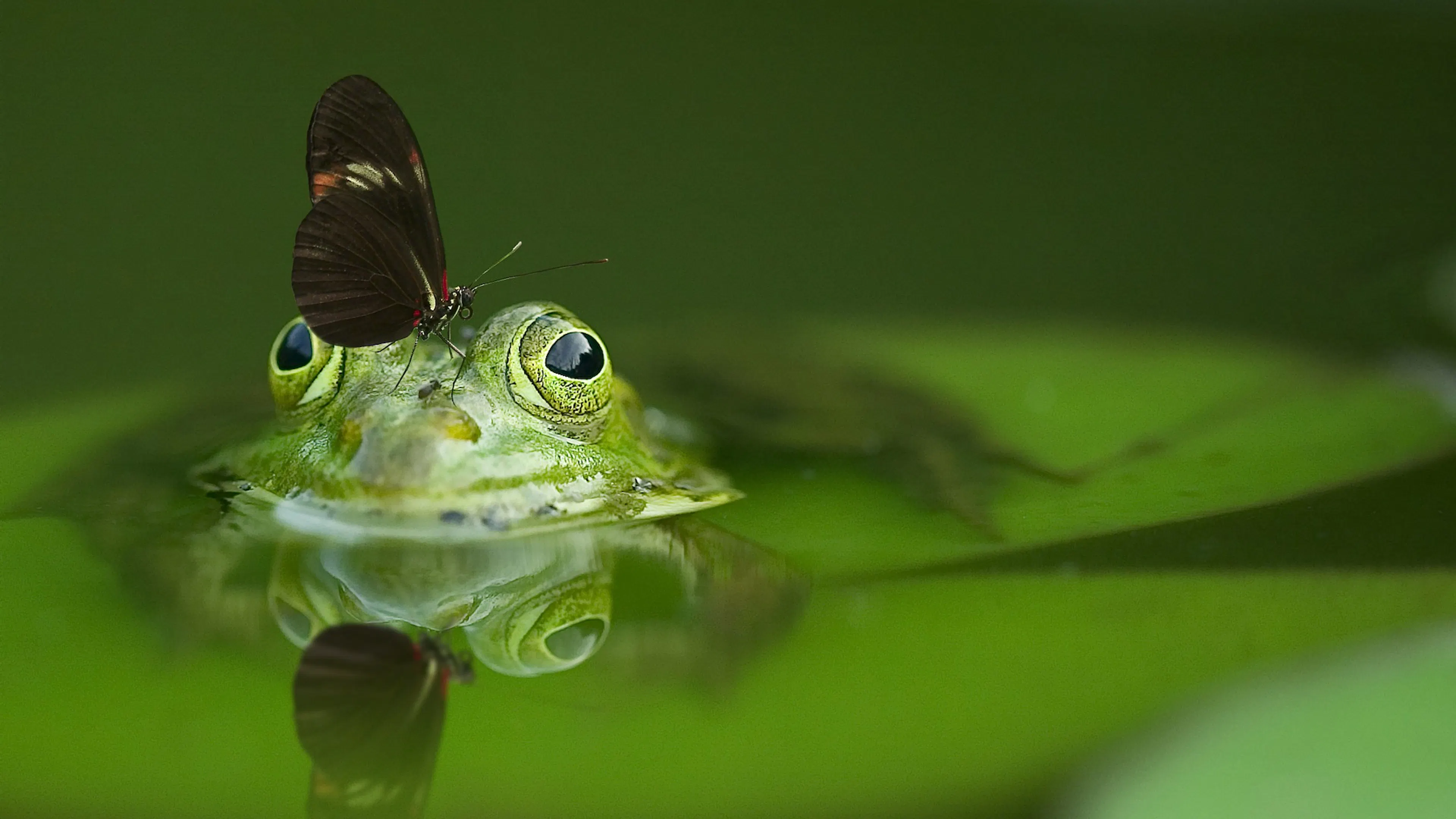 A close up shot of a green frog sticking its head out of the water with a small butterfly sitting on its head