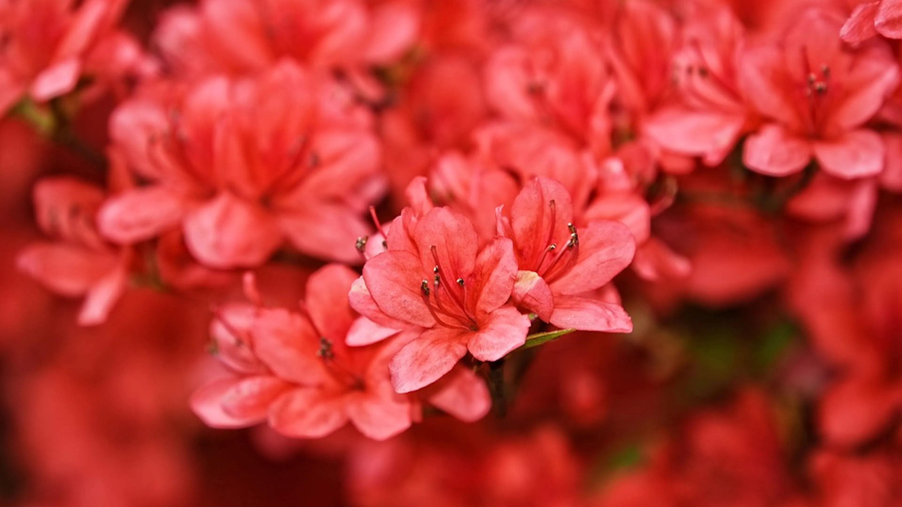 A close up of red azalea flowers in full bloom
