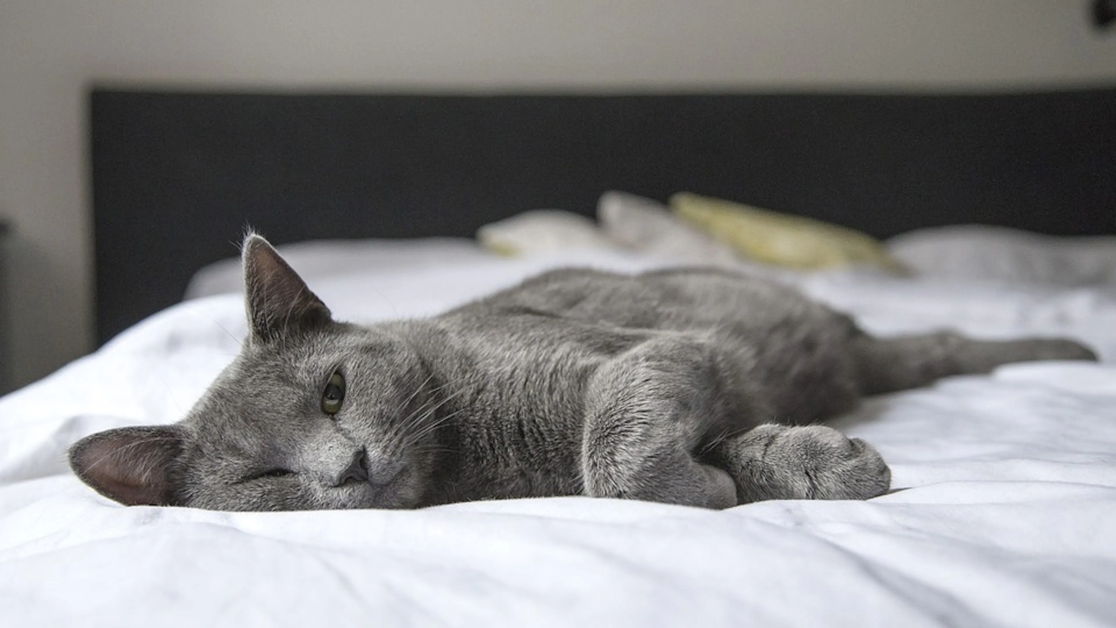 A gray shorthaired cat lounging on a bed covered with crisp white sheets