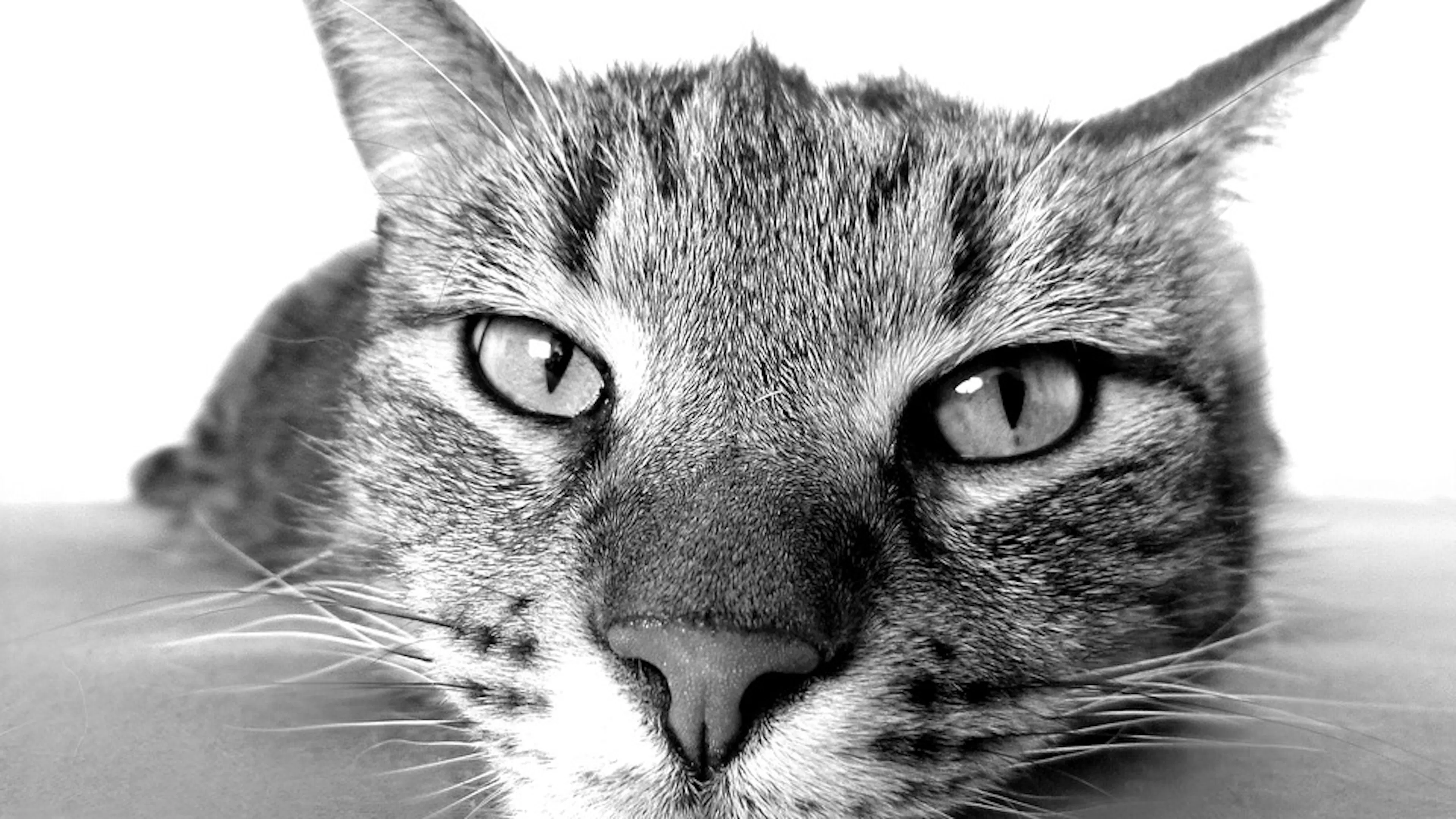 A cat's face seen from up close with high detail around the eyes and nose all in black and white