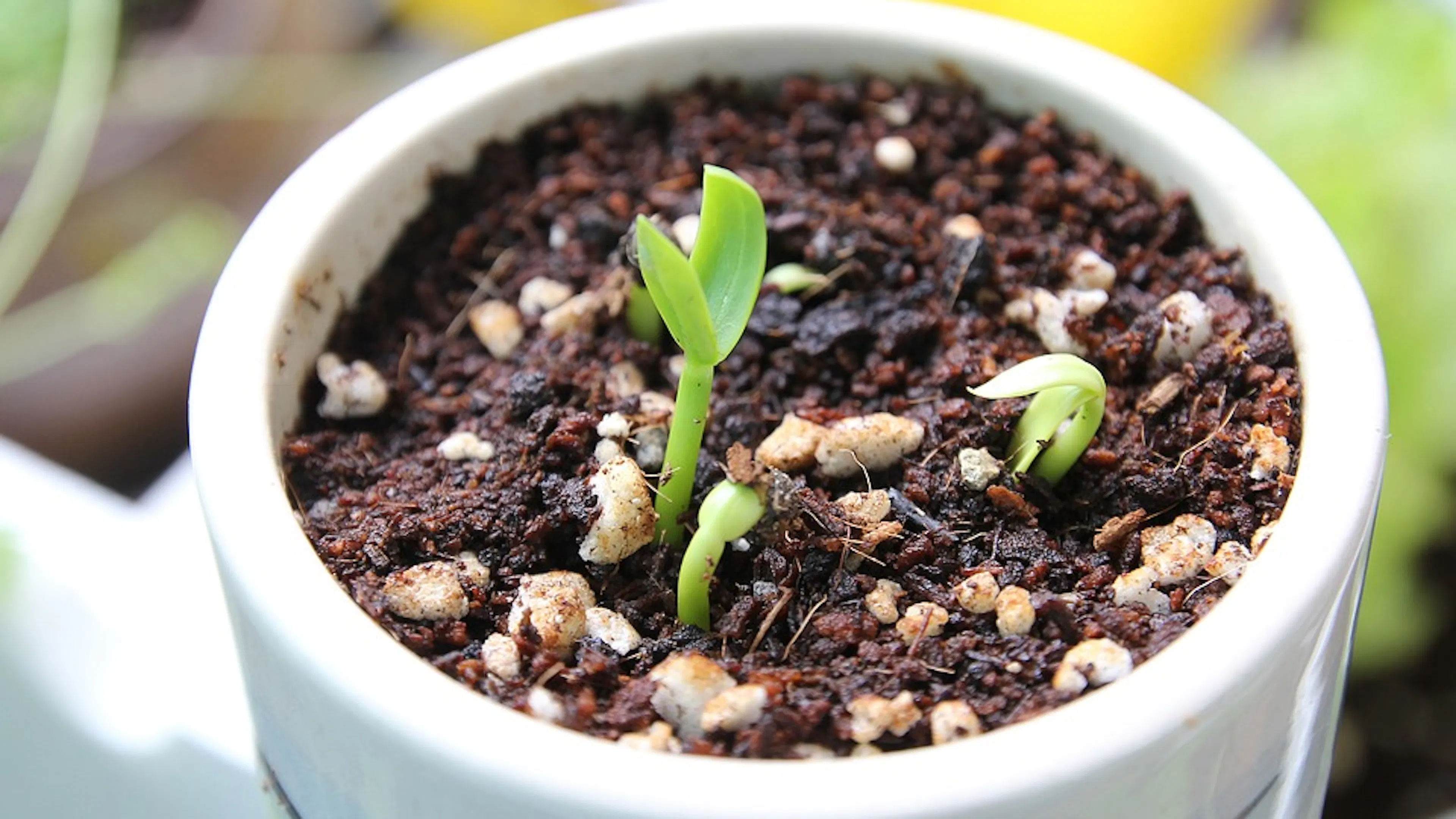 Three small green seedlings sprouting from a small white pot of soil 