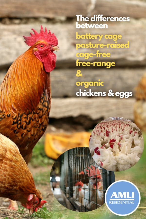 The Difference Between Cage-free, Pasture-raised & Free-range Chickens