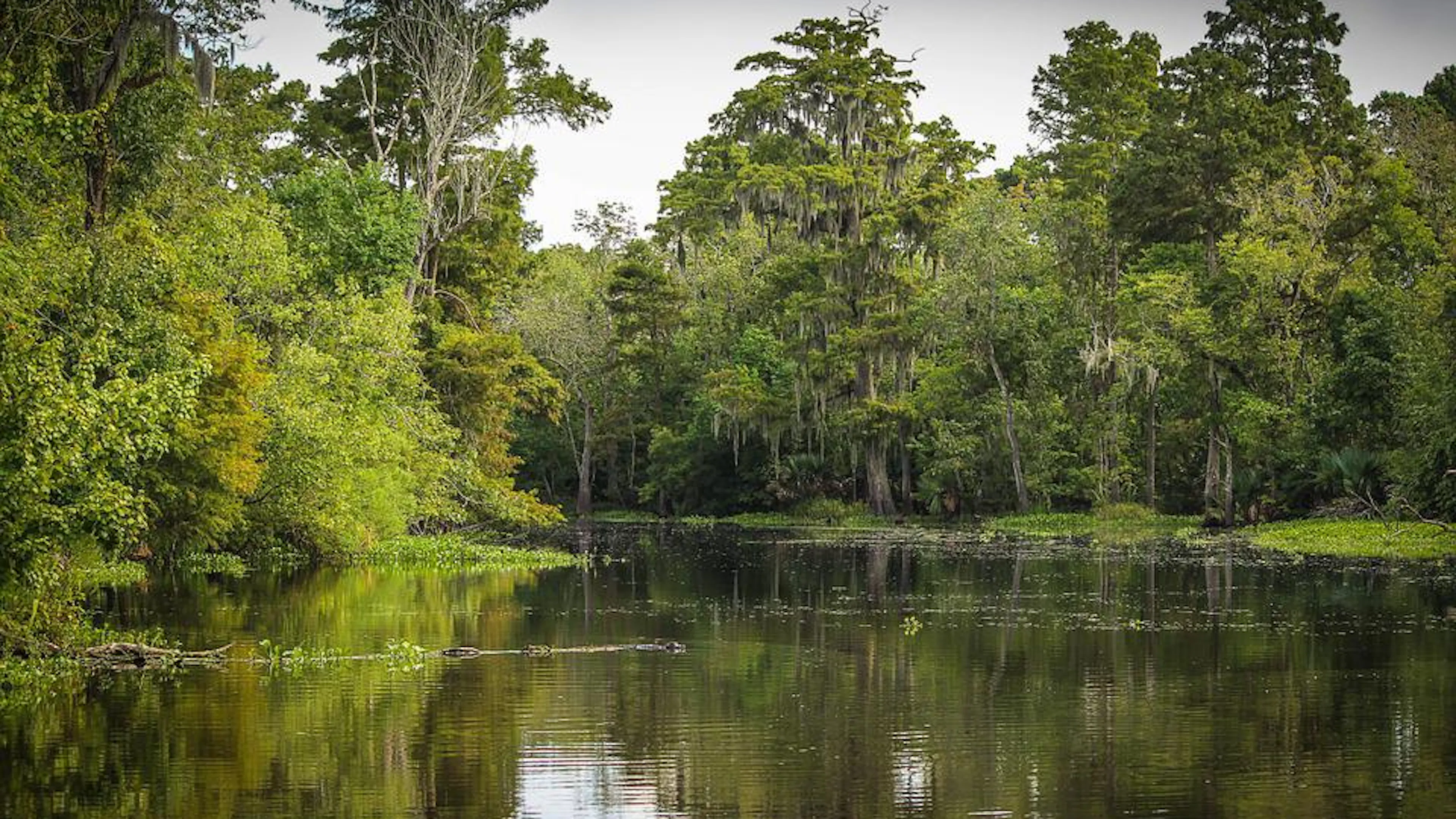 A landscape shot of a bayou with lush green trees on the banks