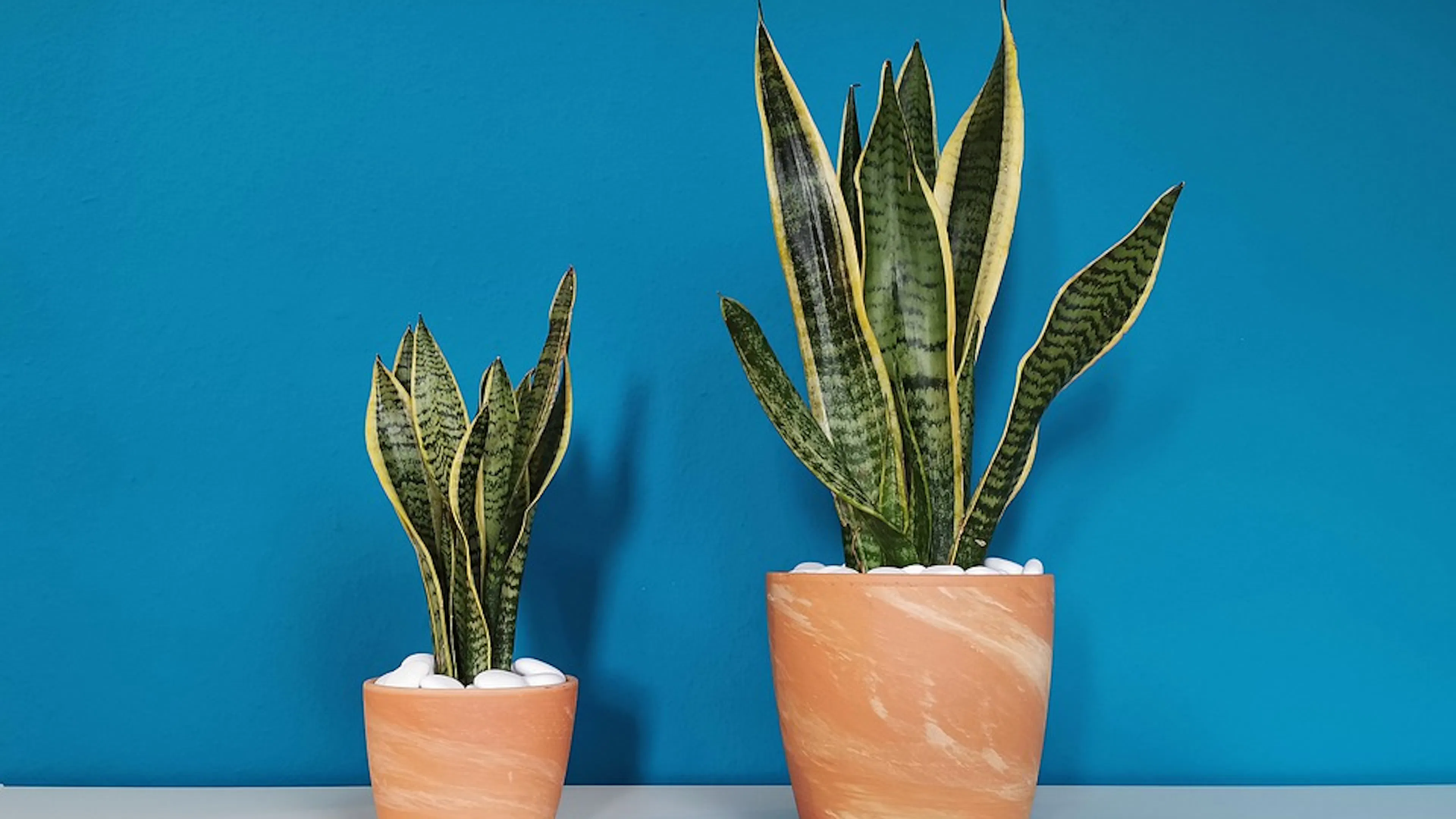 Two terracotta plant pots with snake plants growing inside them against a bright blue wall