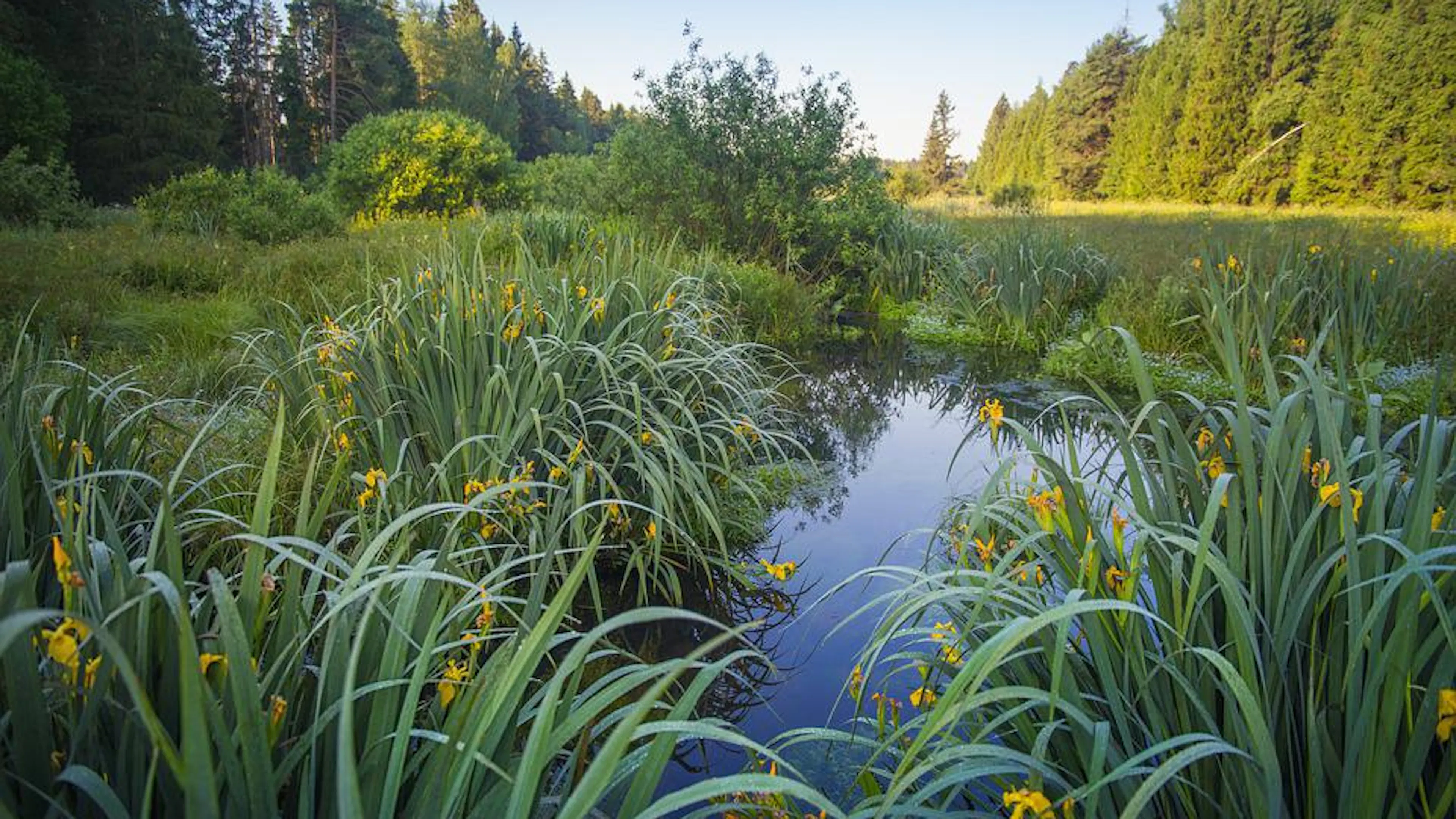 Scenic shot of a swamp with yellow lilies growing from the water