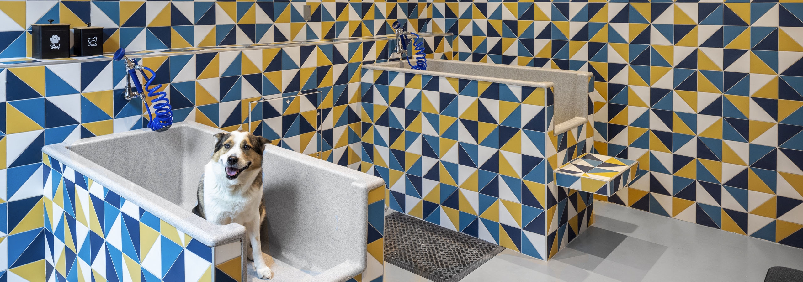 Paw wash at AMLI Branch Park with a dog seated in a wash basin and blue and yellow and white pattern tile walls