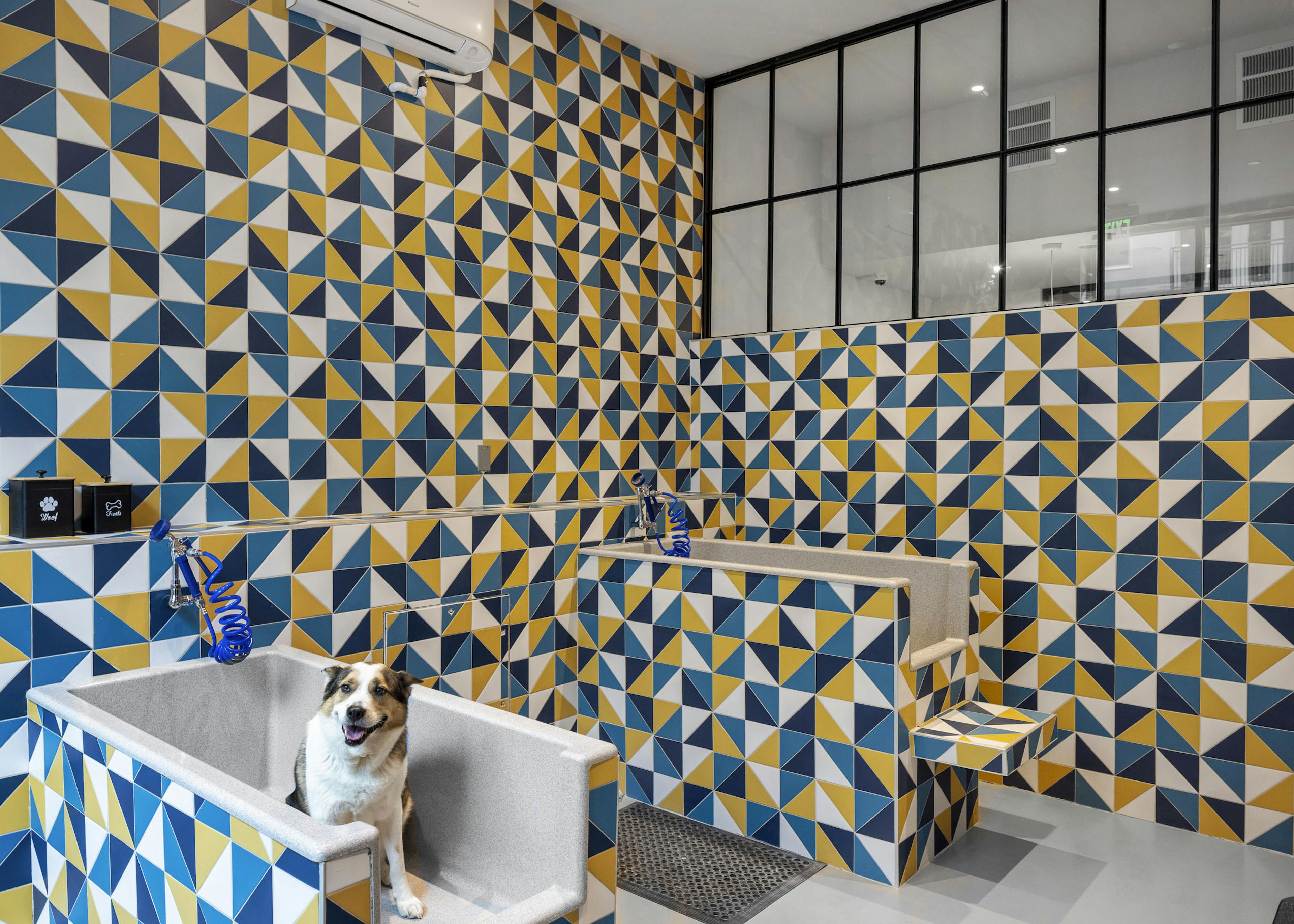 Paw wash at AMLI Branch Park with a dog seated in a wash basin and blue and yellow and white pattern tile walls