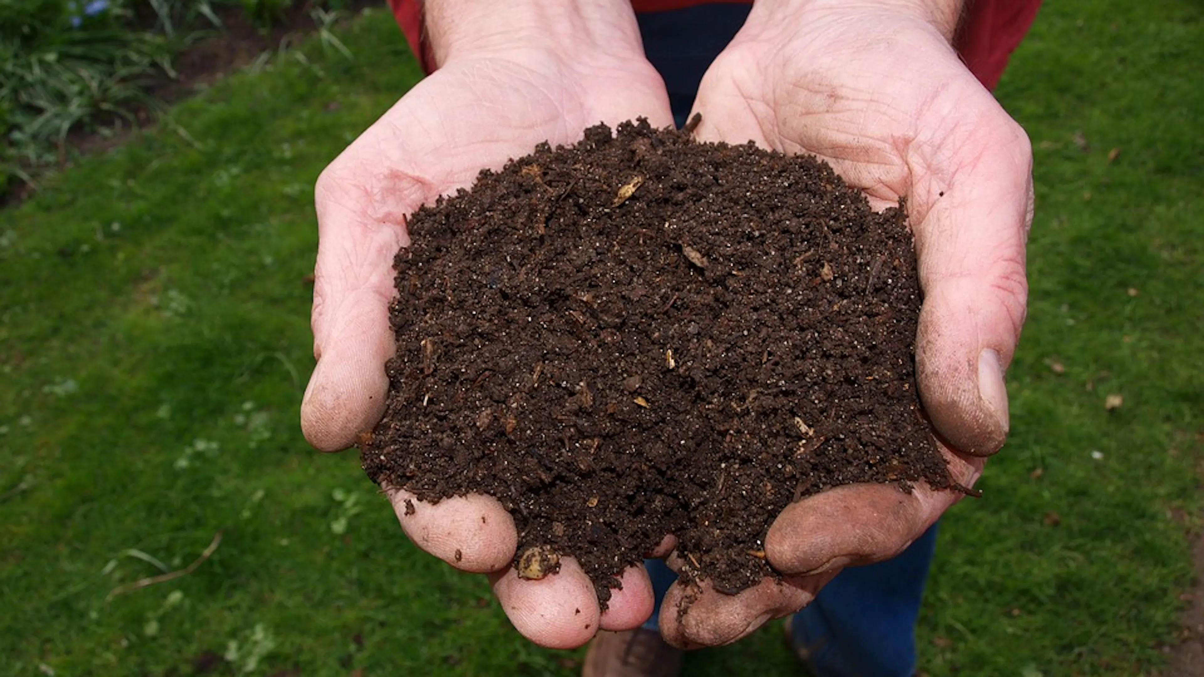 A mans hands cupping a handful of rich dark potting soil above a grassy lawn