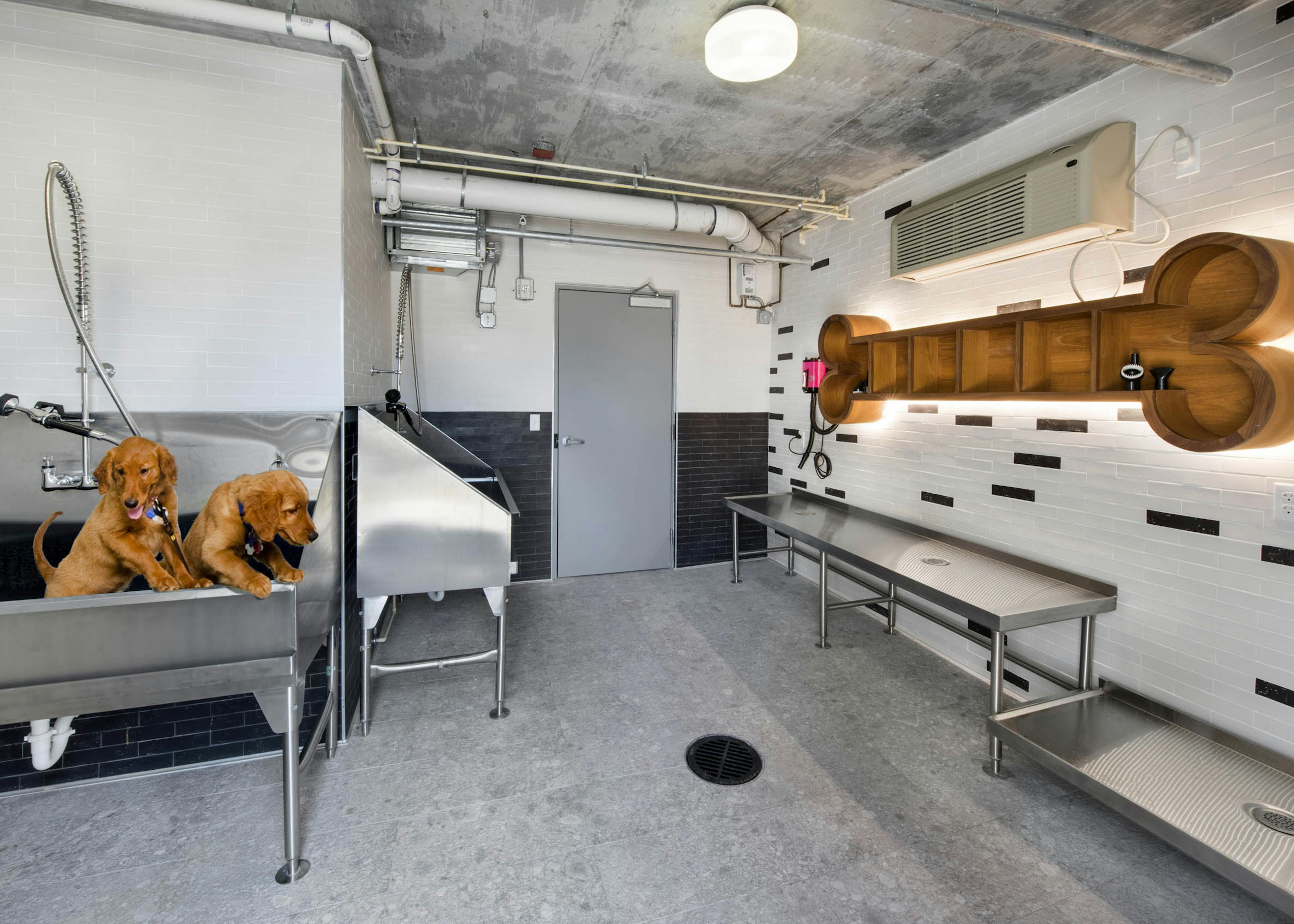 Dog spa at AMLI Midtown 29 with golden retrievers in stainless steel tubs and a wooden bone-shaped shelf on a tile wall