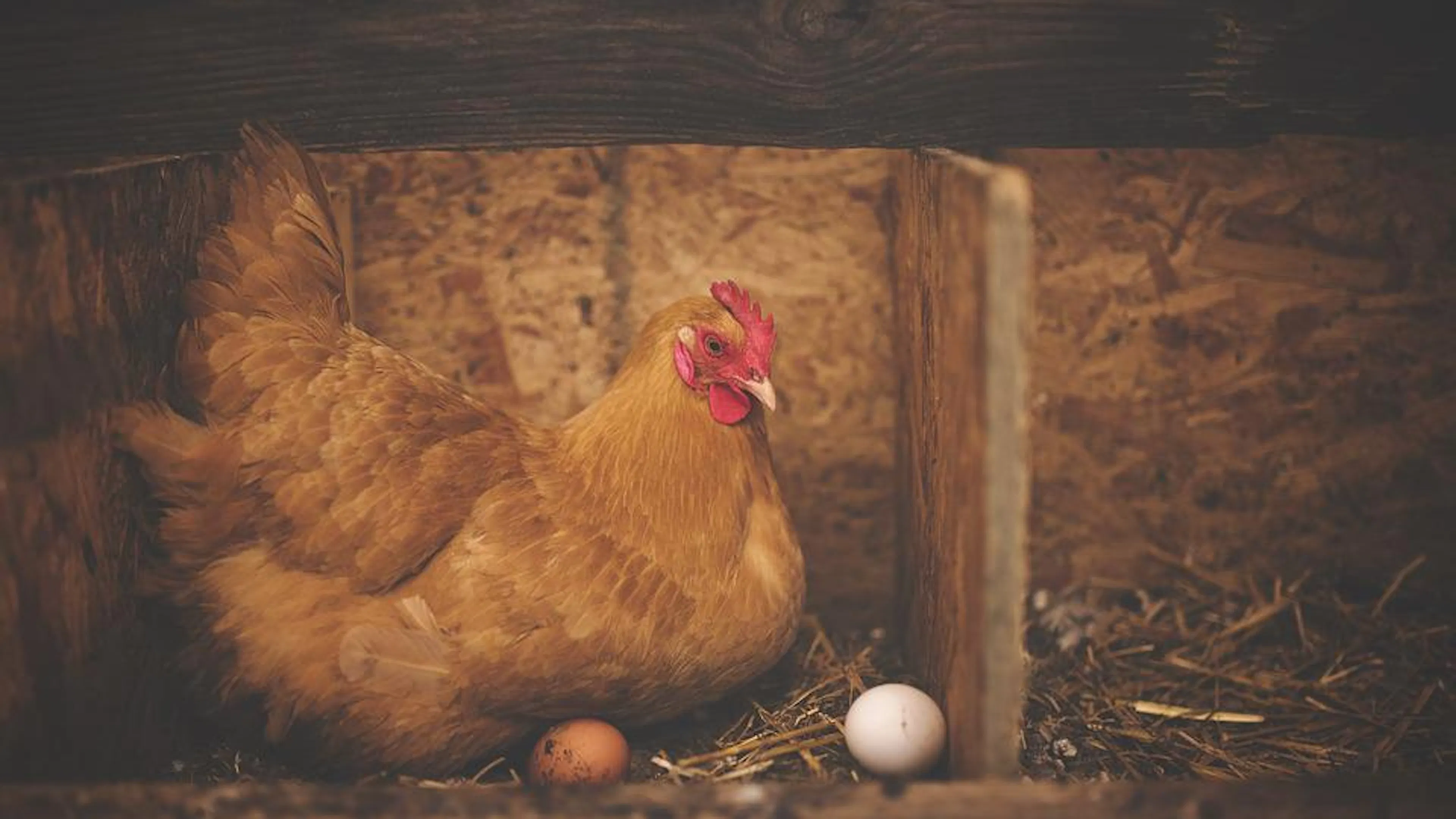 A hen sitting in a box nest with two small eggs next to her