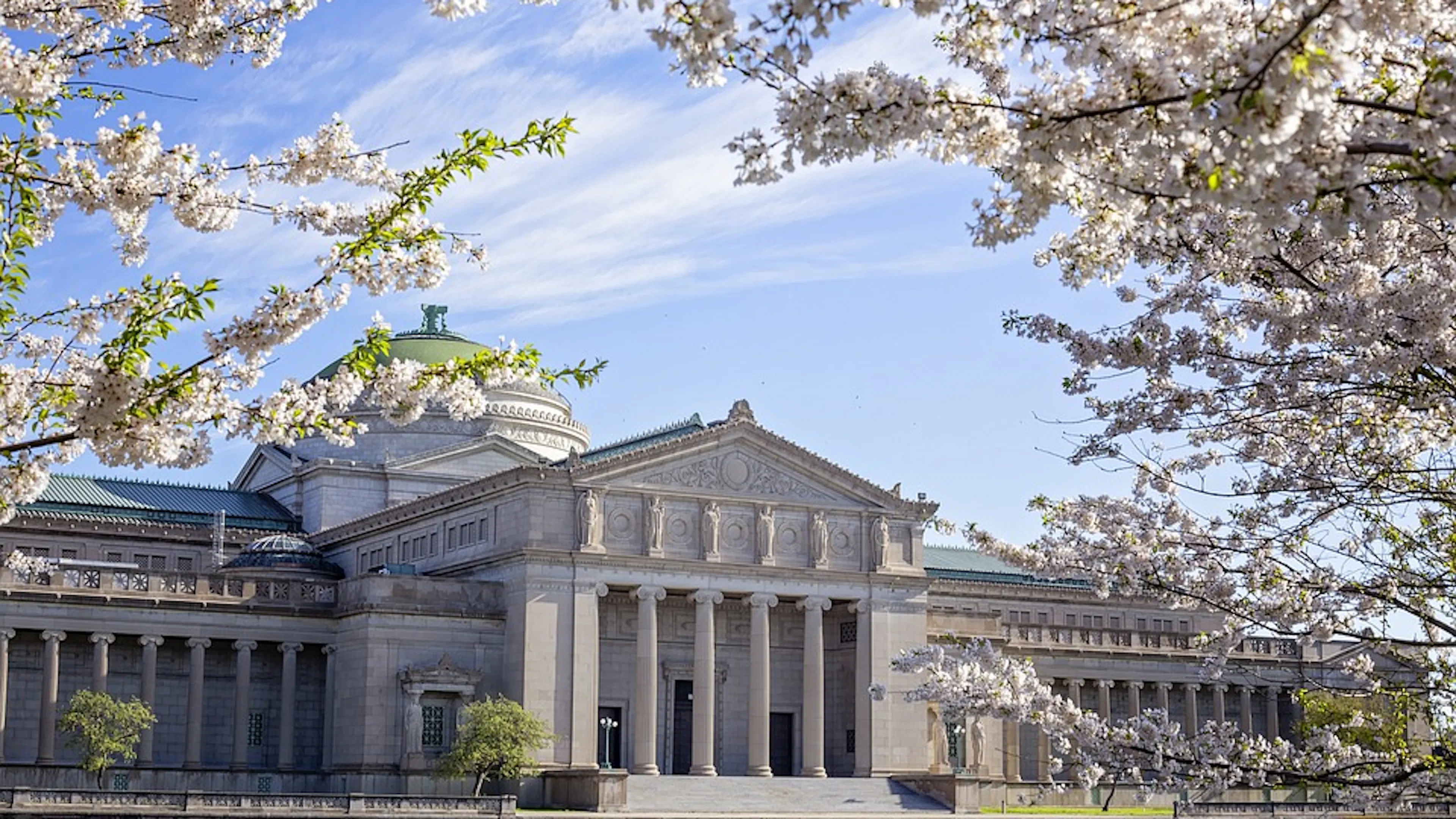 The Museum of Science and Industry in Chicago taken from afar with cherry blossoms in the foreground