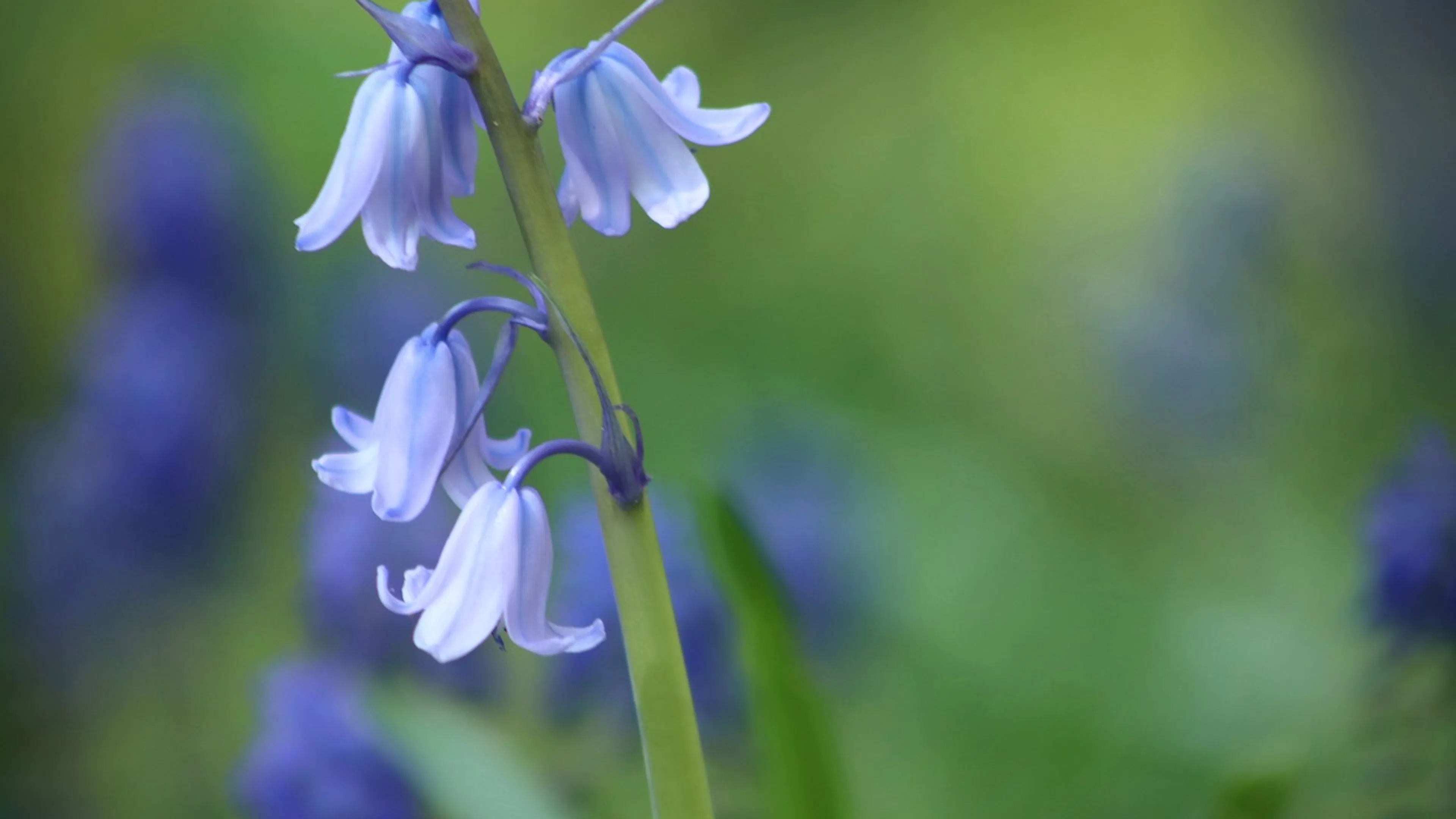 A close up of a light blue bluebell flower with four small flowers on a green stem