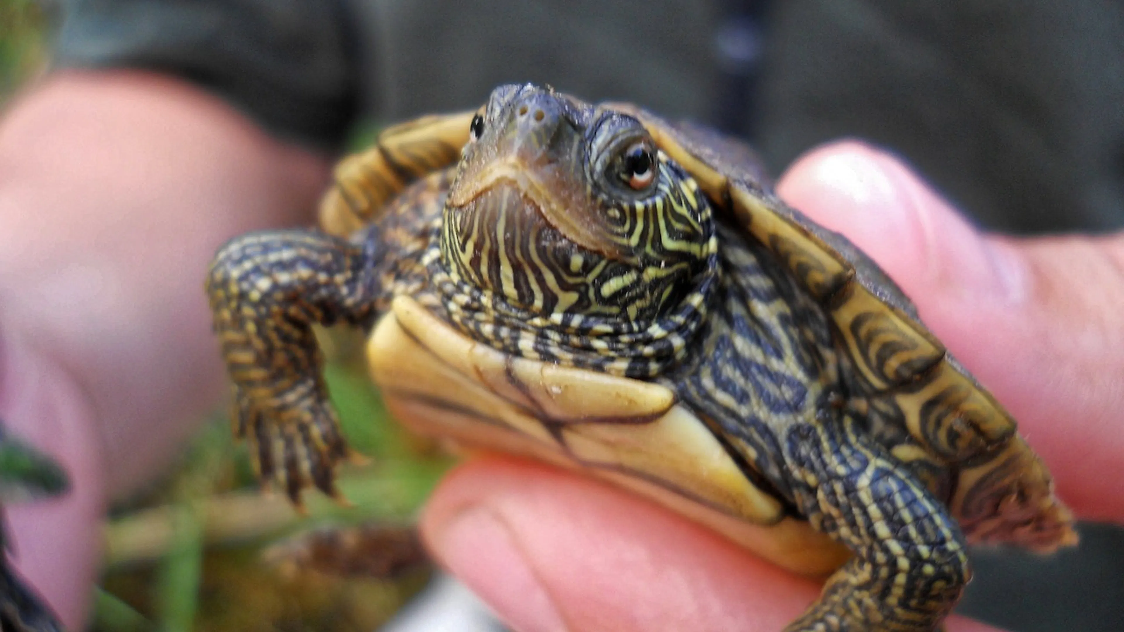 A close up of a map turtle with yellow and black stripes on its body and a yellowish green shell