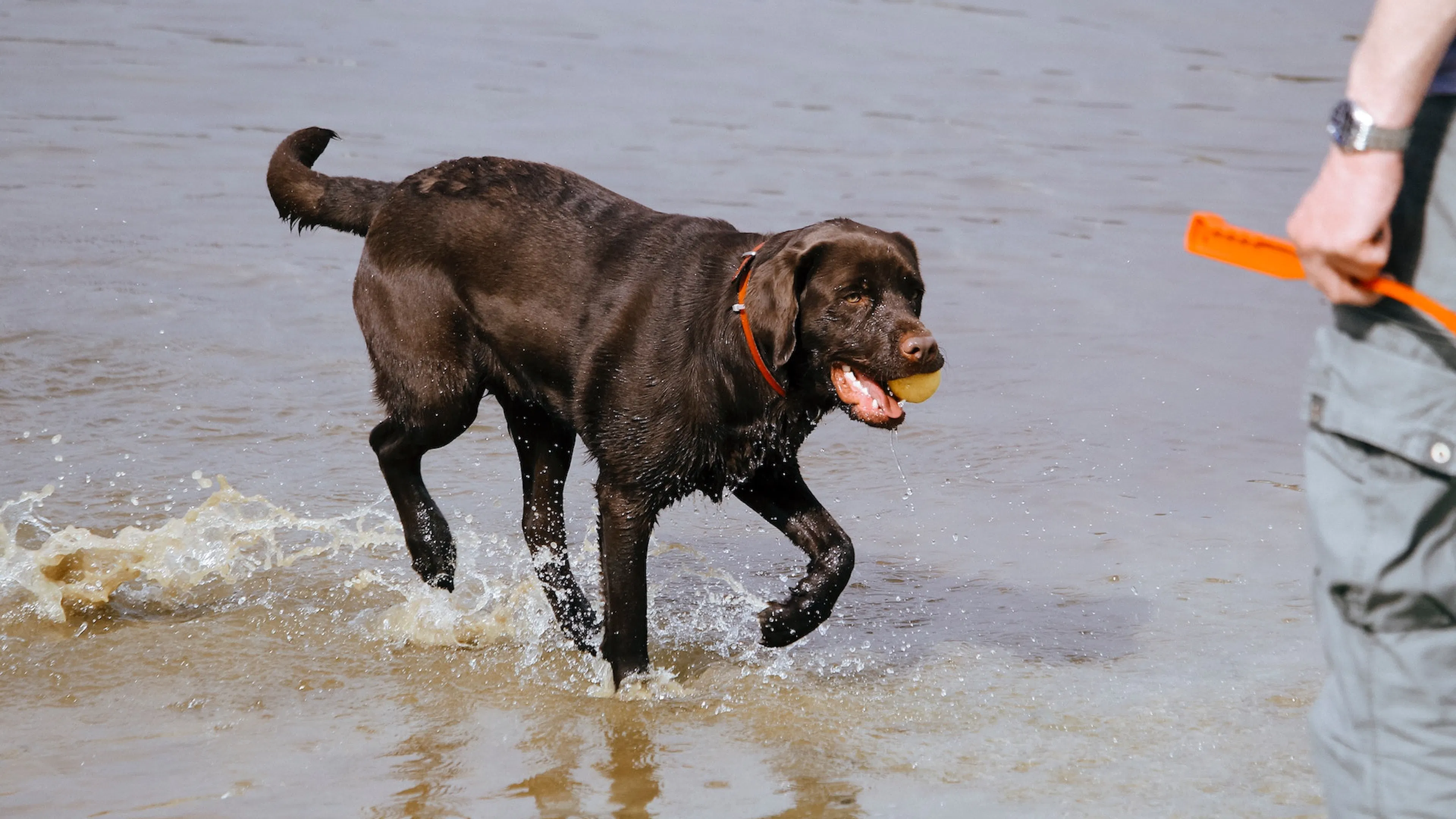 A chocolate Labrador retriever fetching a ball out of a shallow stream and returning it to its owner