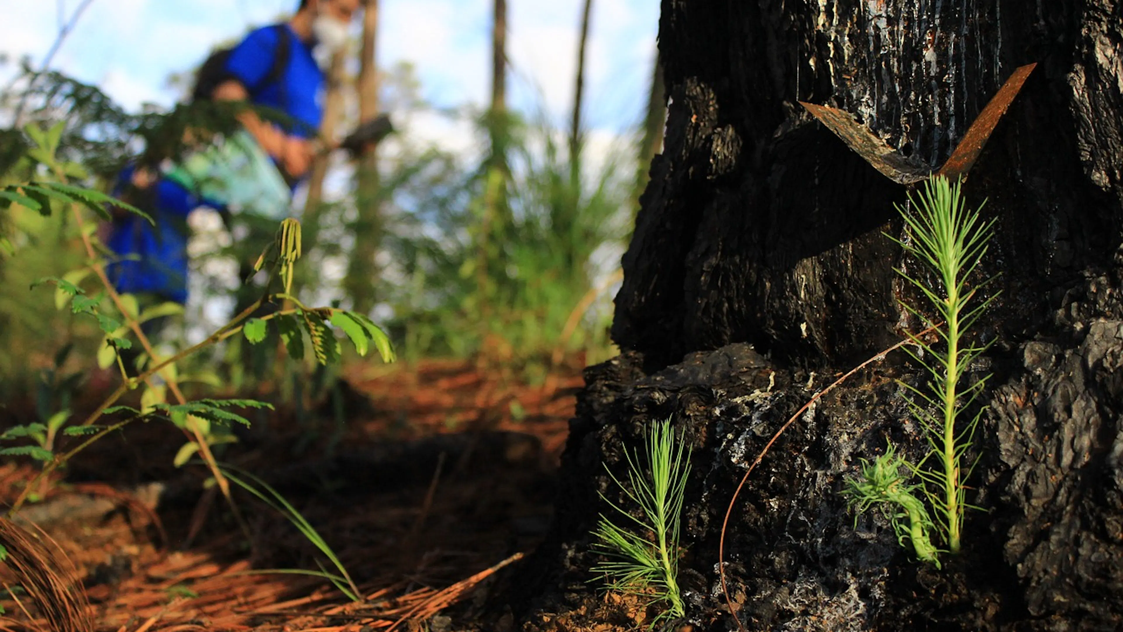 An outdoor worker carrying gardening equipment past some freshly sprouted tree saplings in a wetland