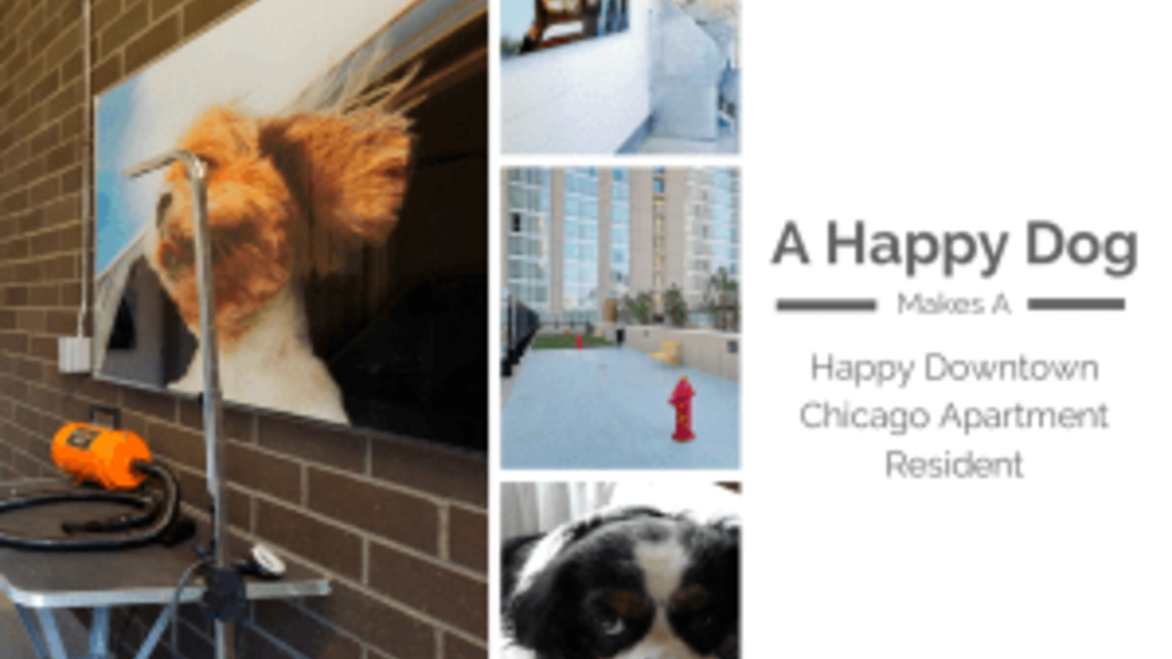 A Happy Dog Makes a Happy Downtown Chicago Apartment Resident - 2